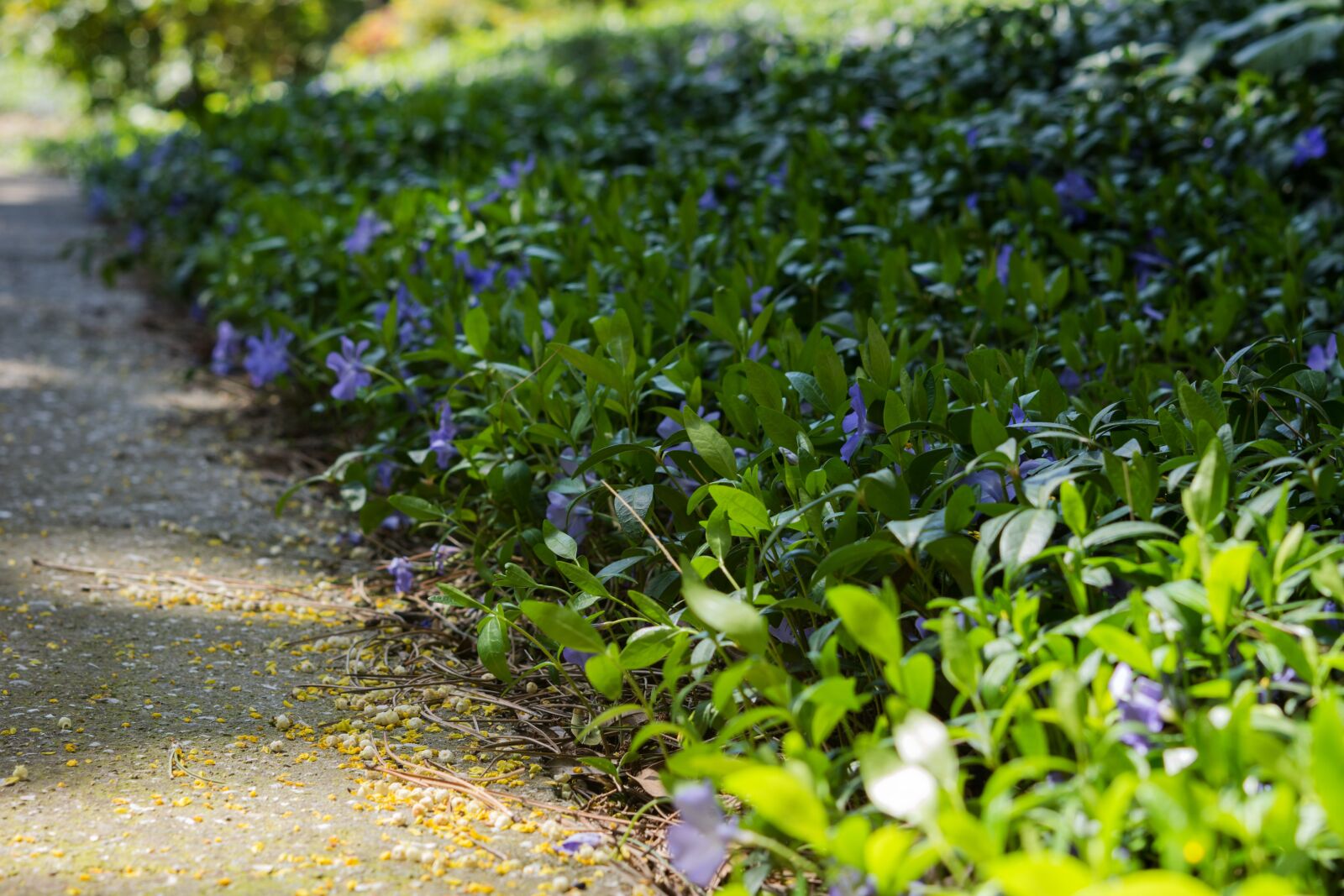 Nikon D7200 sample photo. Periwinkle, flower, purple photography