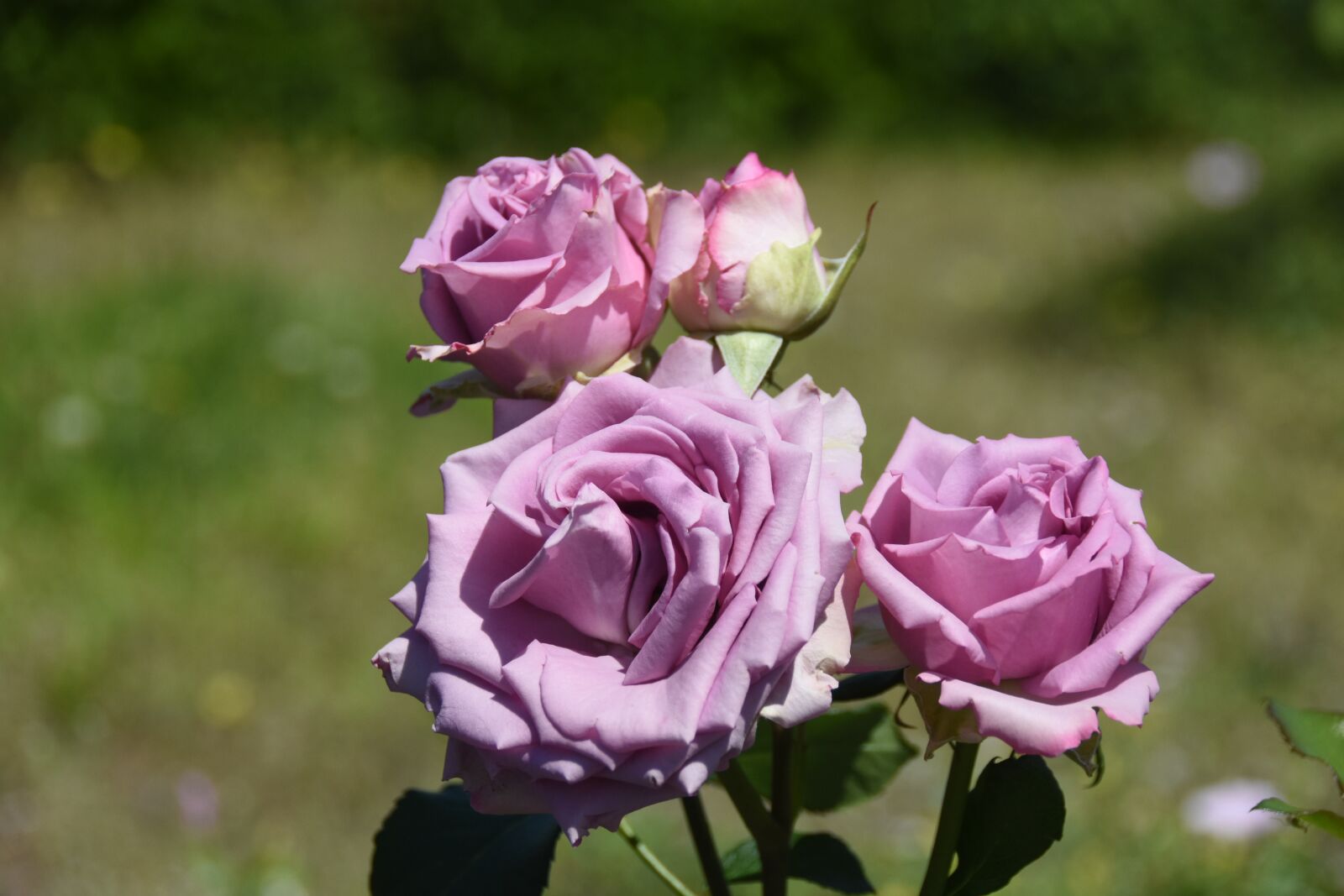 Nikon D7200 sample photo. Rose, maypole queen, garden photography