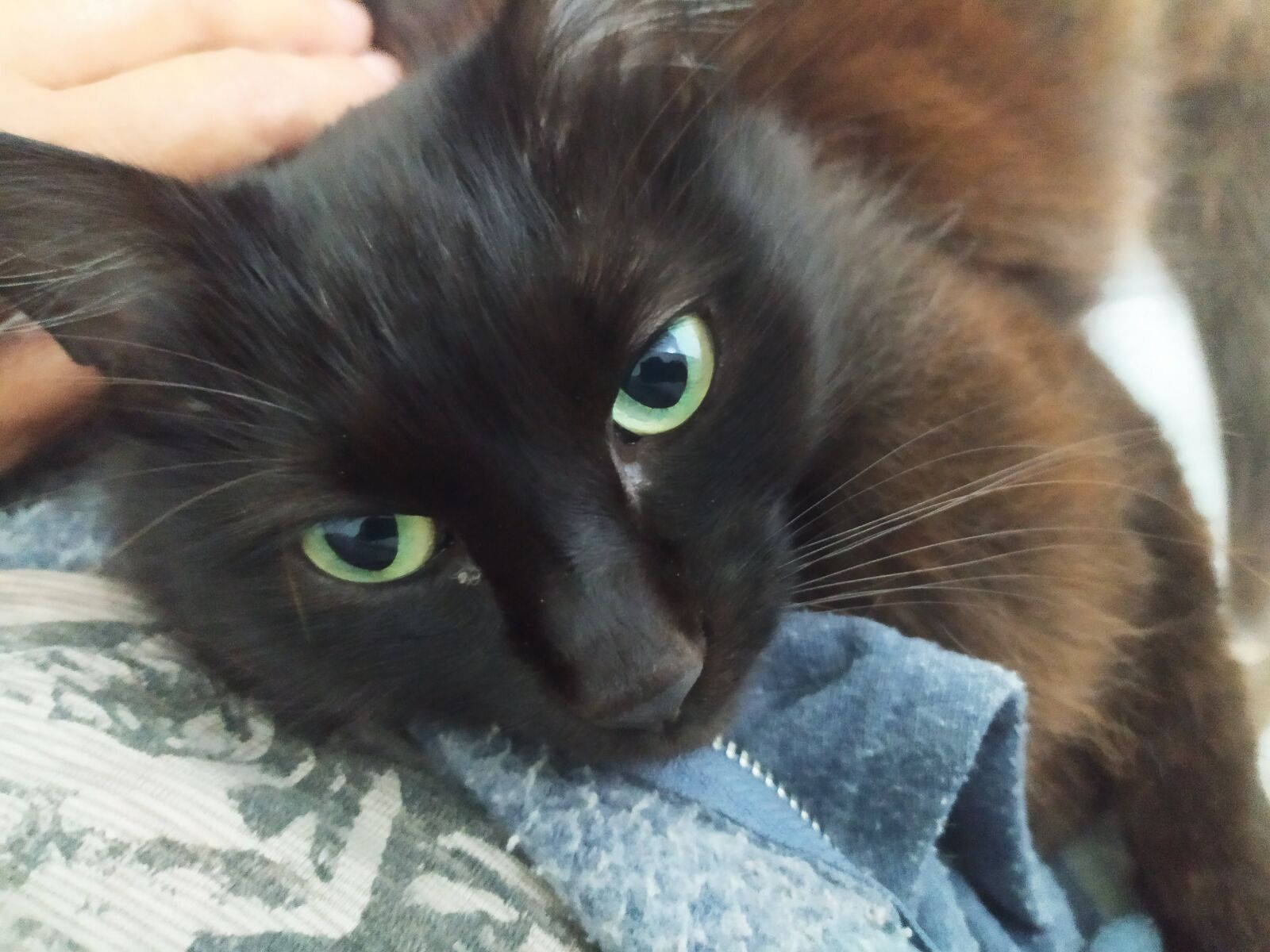 Xiaomi Redmi Note 7 sample photo. Manjulah, cat, black photography