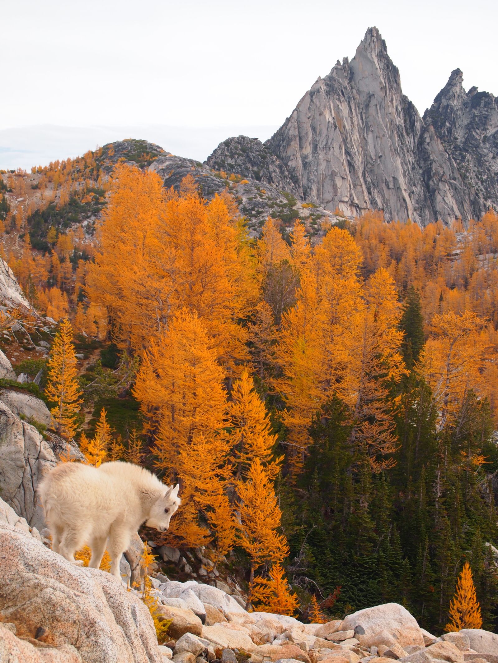 Olympus PEN E-PL1 sample photo. Enchantments, cascade mountains, mountain photography