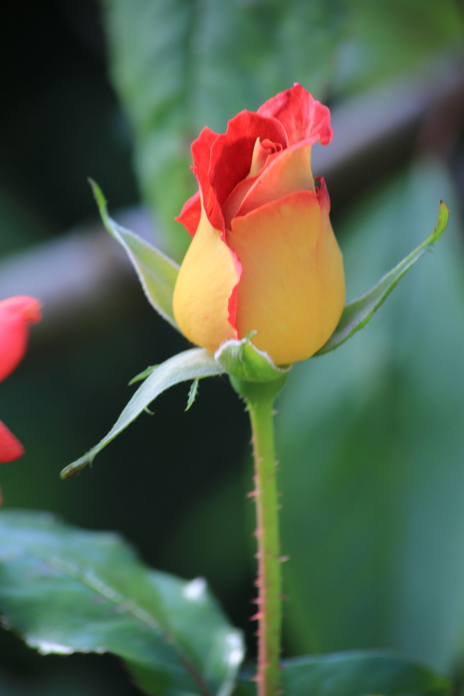 Canon EOS 5D Mark III sample photo. Rose, bud, spring photography