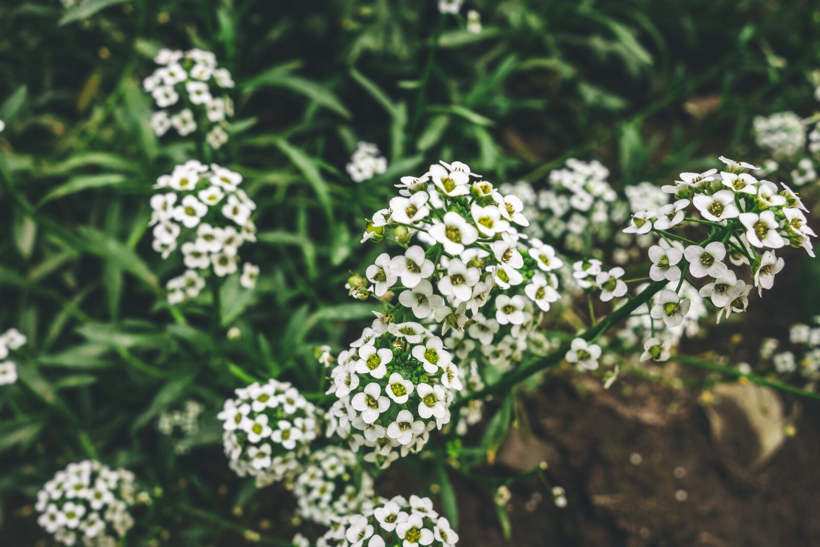 Sony Cyber-shot DSC-RX100 sample photo. Nature, photography, flowers photography