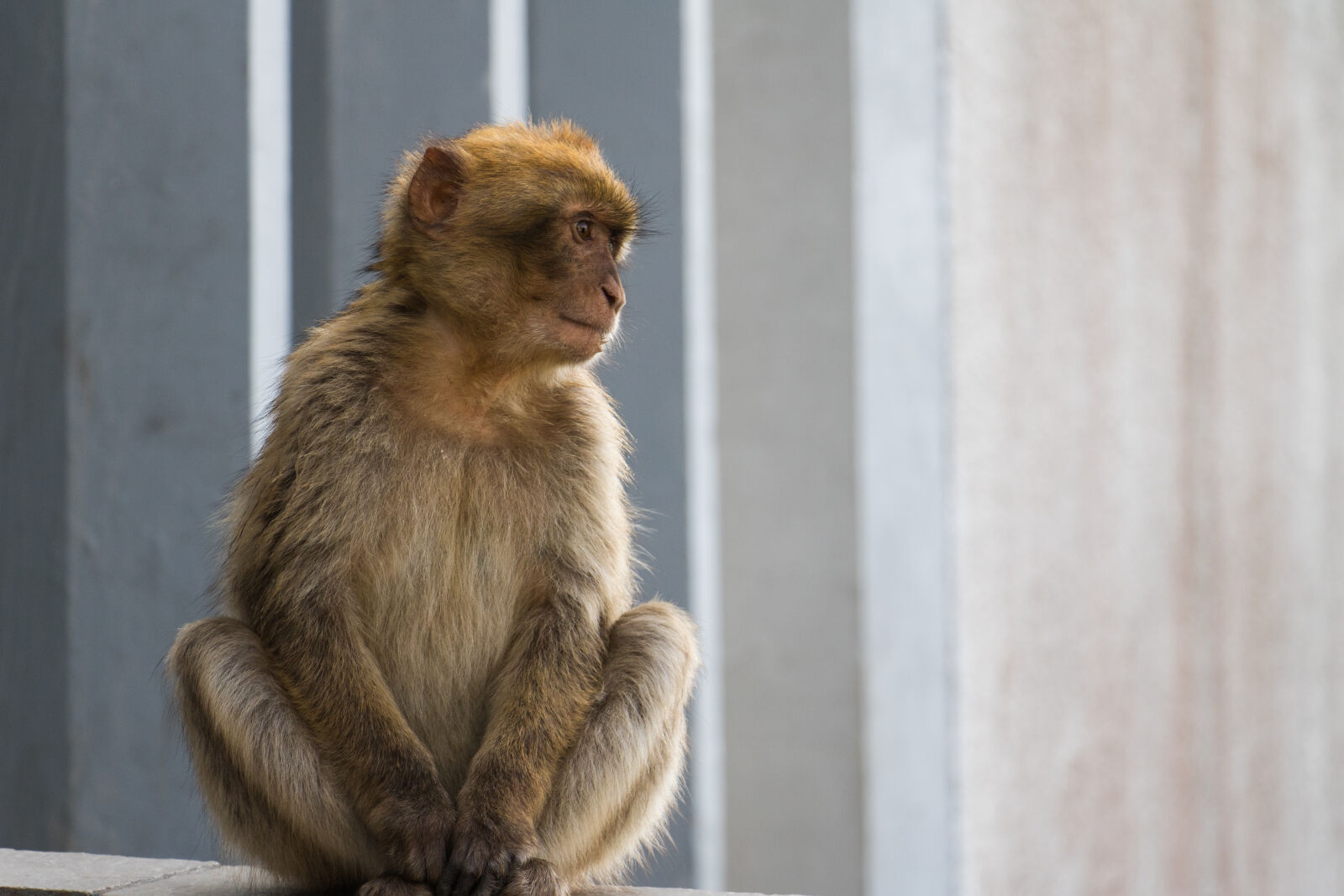 Canon EOS 750D (EOS Rebel T6i / EOS Kiss X8i) + Canon EF-S 18-135mm F3.5-5.6 IS STM sample photo. Barbary, macaque, gibraltar, monkey photography