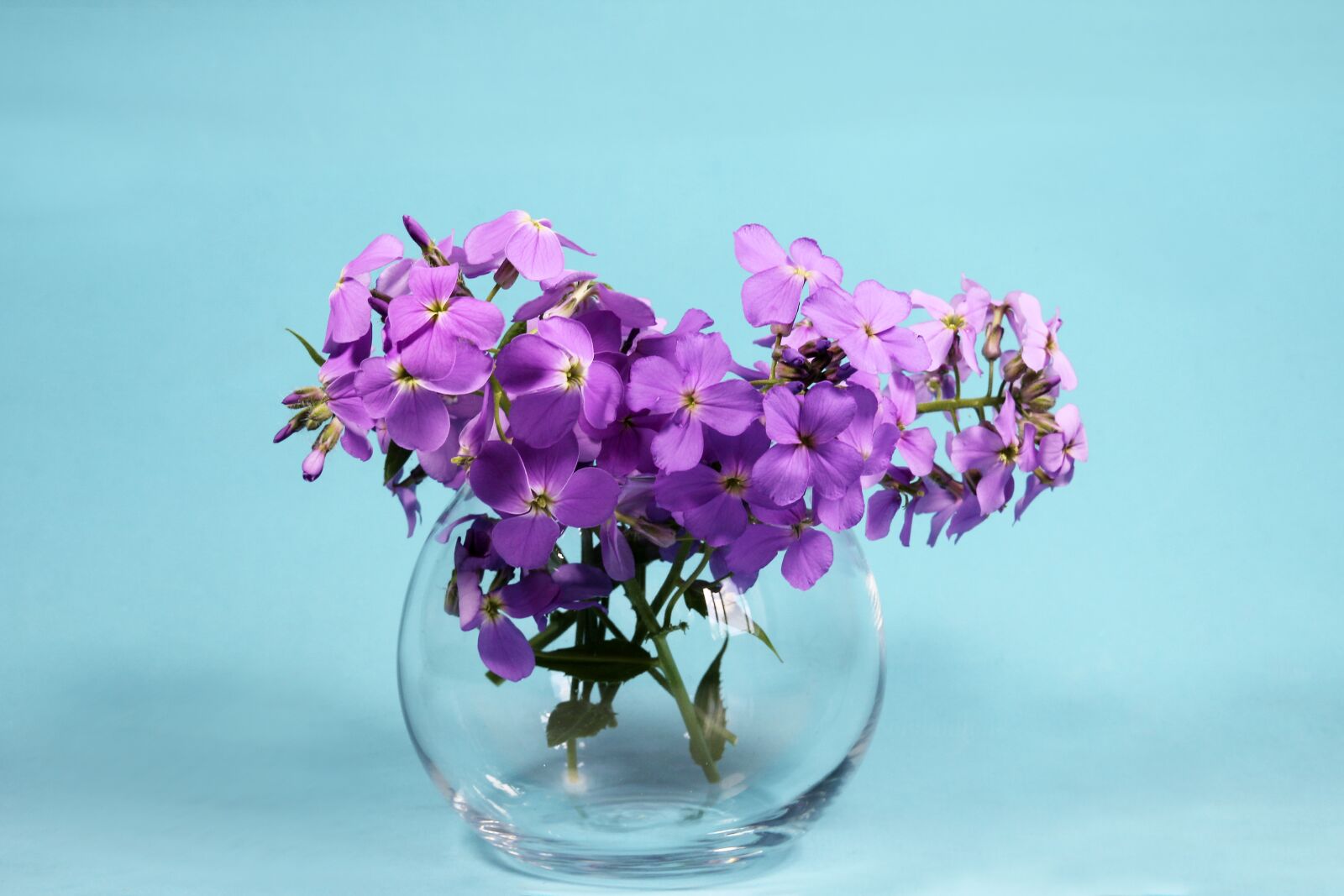Canon EOS 60D sample photo. Flowers, bouquet, purple photography