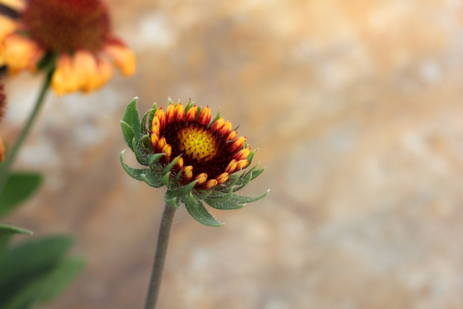 Canon EOS 550D (EOS Rebel T2i / EOS Kiss X4) sample photo. Flower, bud, bloom photography
