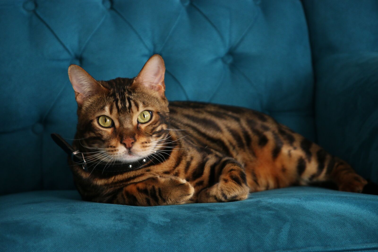 Canon EOS 70D sample photo. Bengal cat, wild cat photography