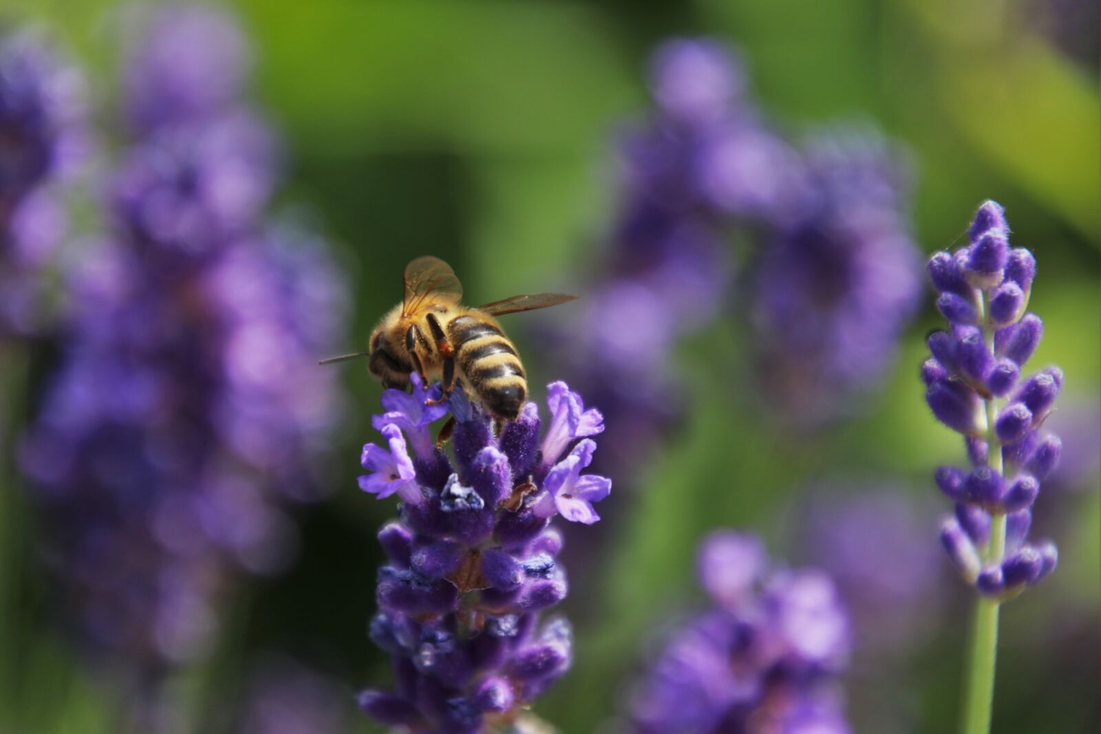 Canon EOS 80D sample photo. The lavender flower, nectar photography