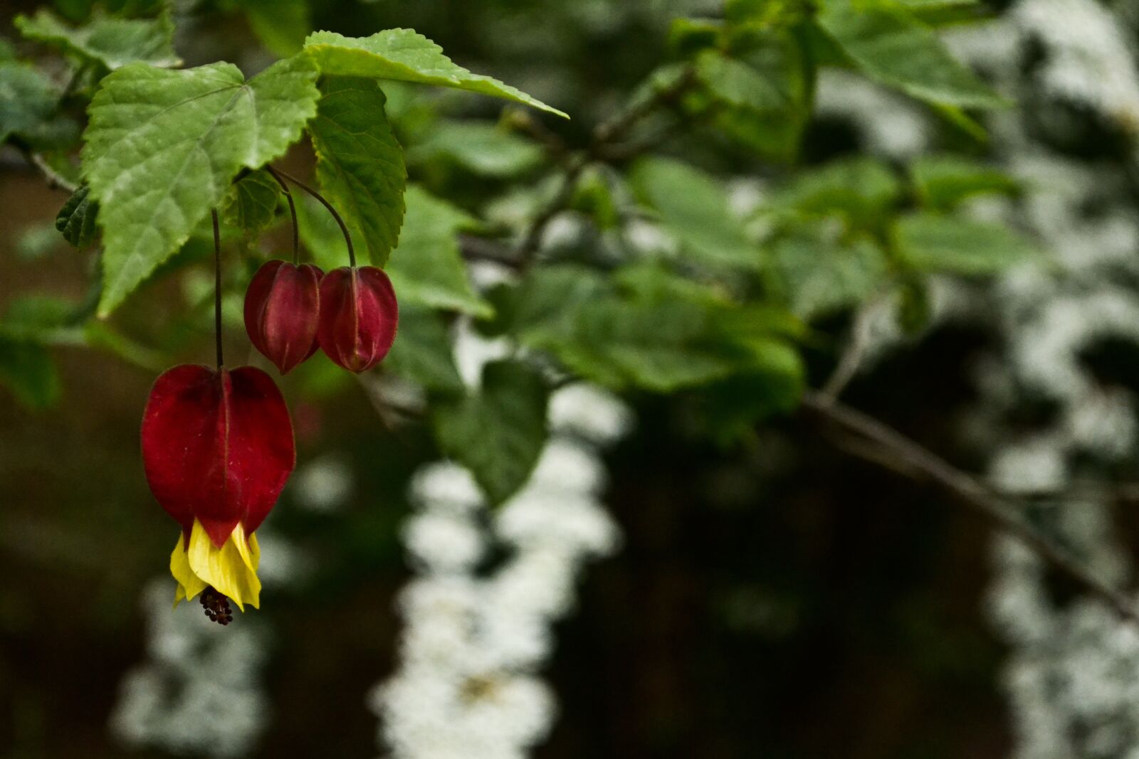 Nikon D3100 sample photo. Flower, garden, violet photography
