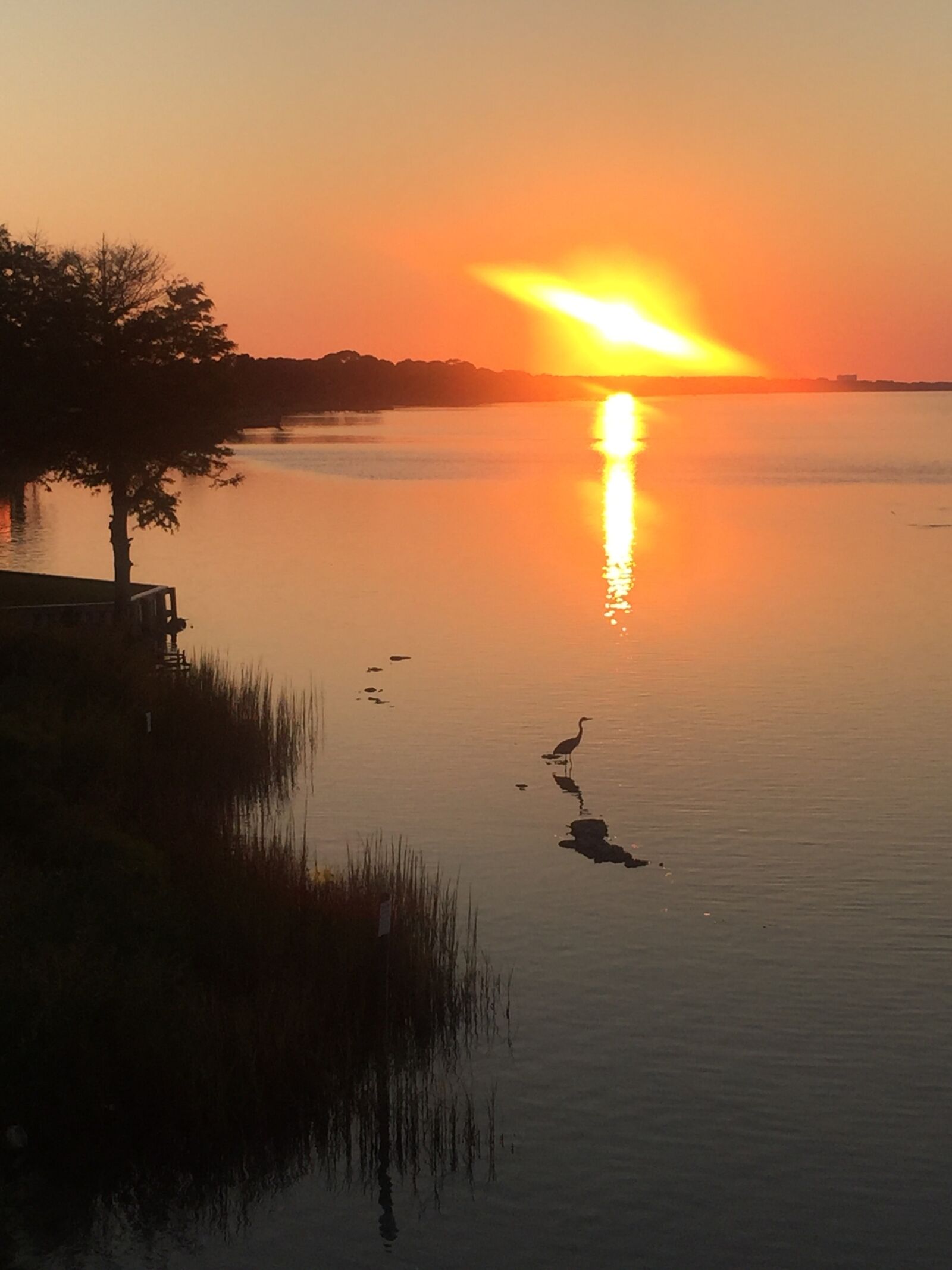 Apple iPhone 6 sample photo. Sunset, bird, nature photography