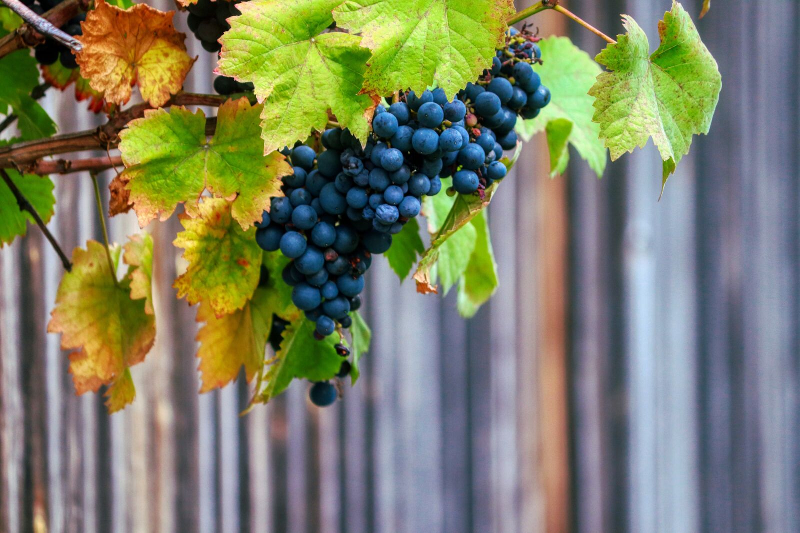 Canon EOS 80D sample photo. Grapes, wine, fruit photography