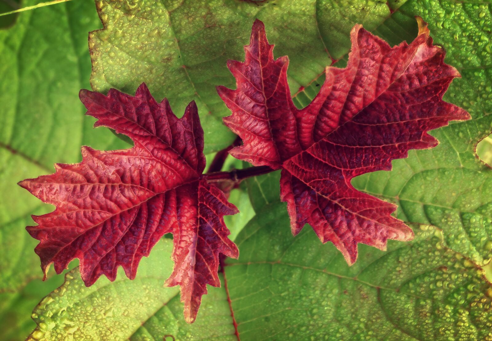 Sony SLT-A58 sample photo. Leaves, plant, macro photography