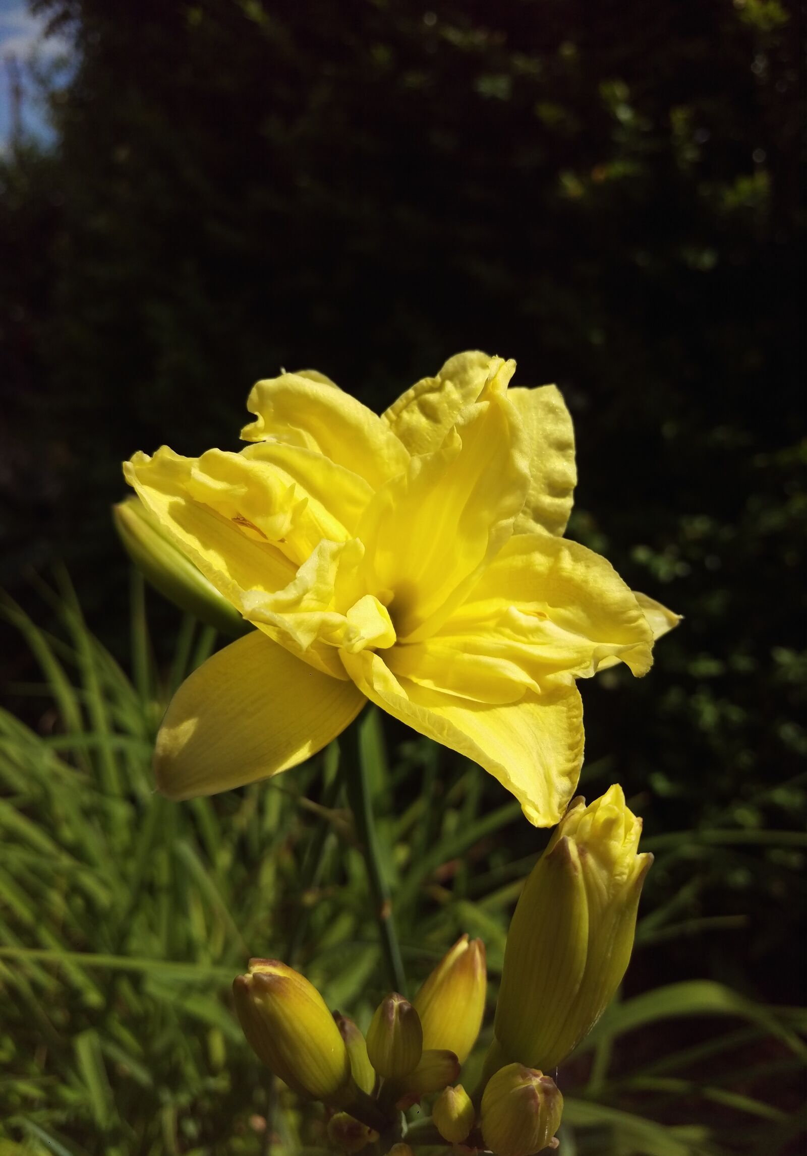 HTC ONE M9 sample photo. Flowers, daylilies, long-lasting beauty photography