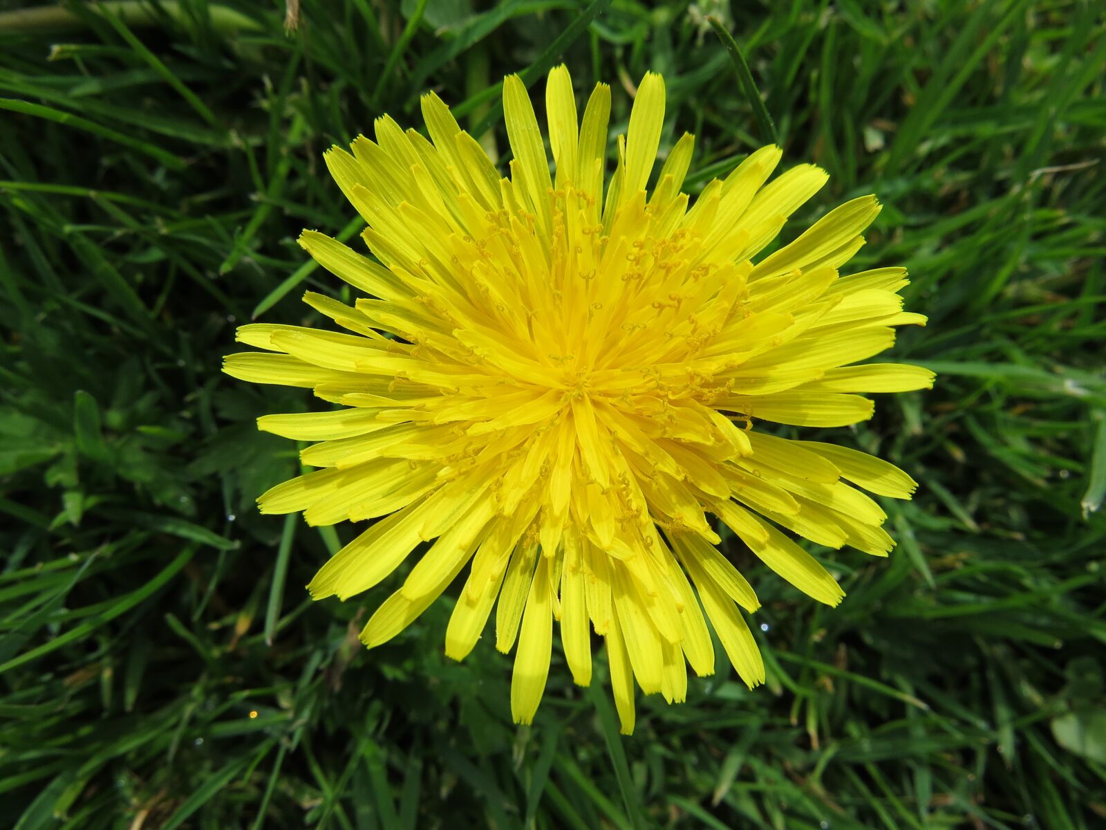 Canon PowerShot SX50 HS sample photo. Nature, flowers, spring photography