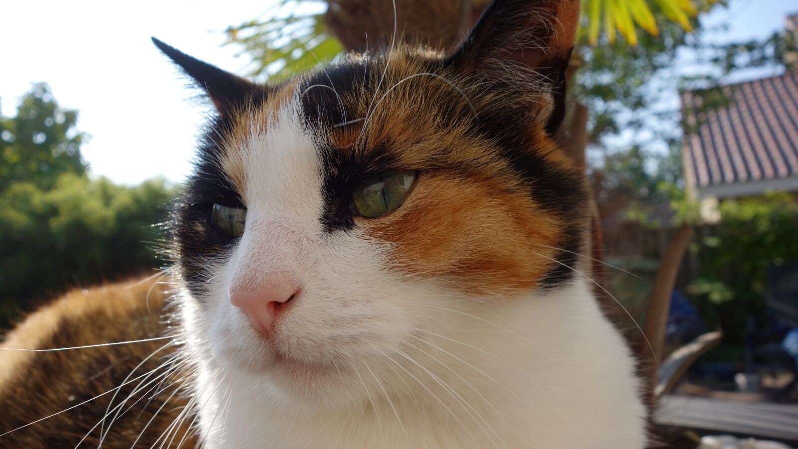 Sony Cyber-shot DSC-RX100 sample photo. Cat, cats, lapjeskat photography