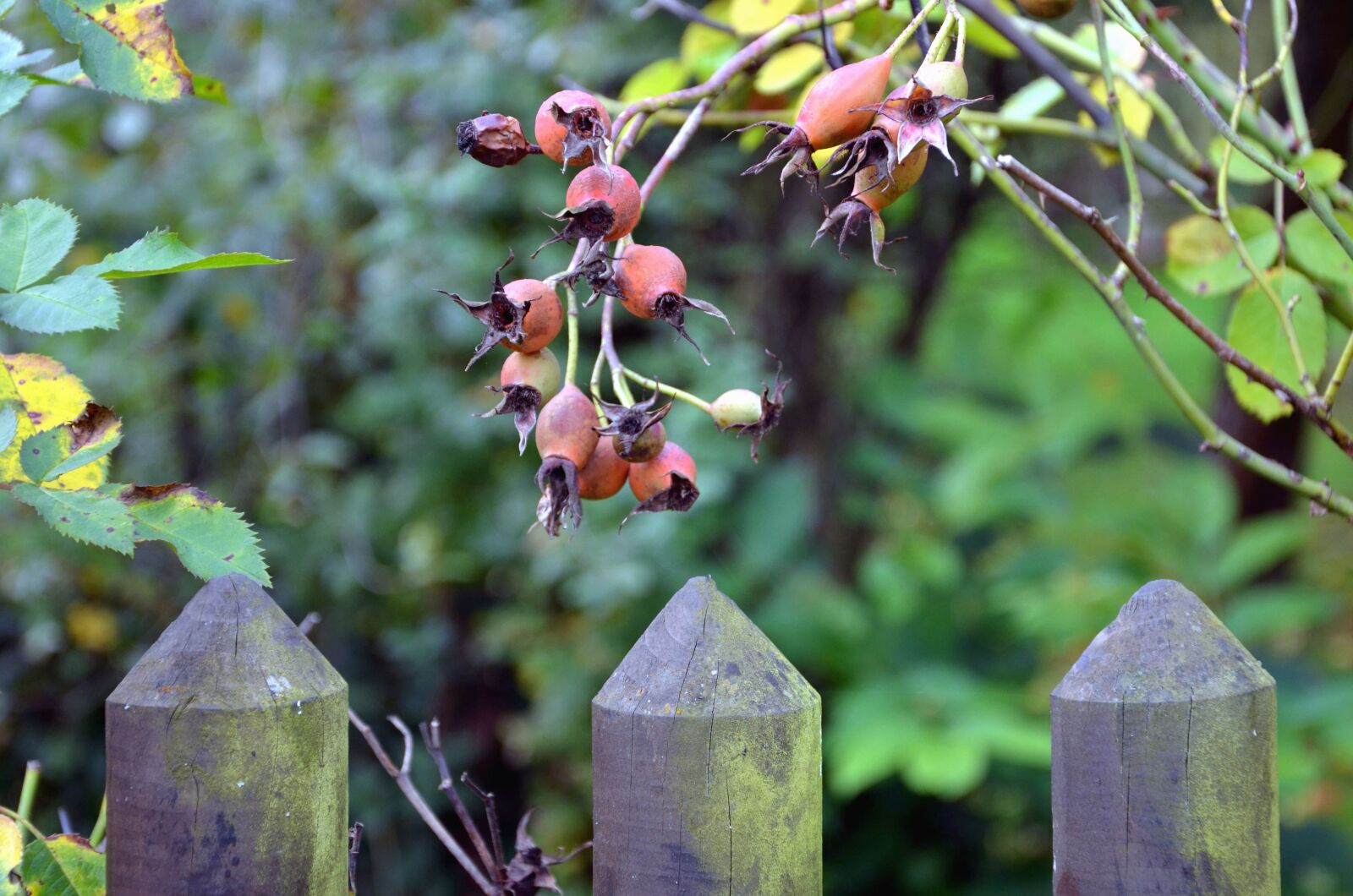 Nikon D5100 sample photo. Dog rose, plant, fence photography