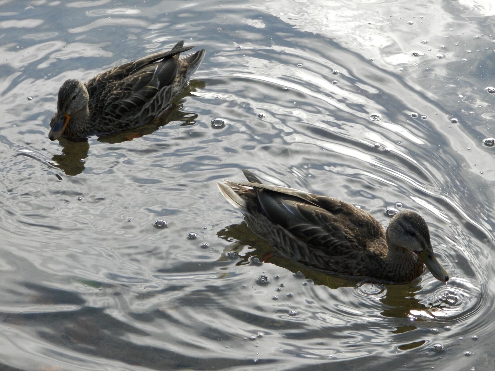 Olympus SP-620UZ sample photo. Wild ducks, lake, water photography