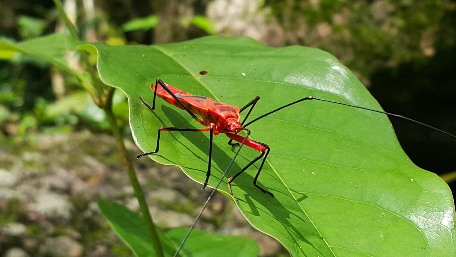 Samsung Galaxy Note4 sample photo. Bug, insect, macro, red photography