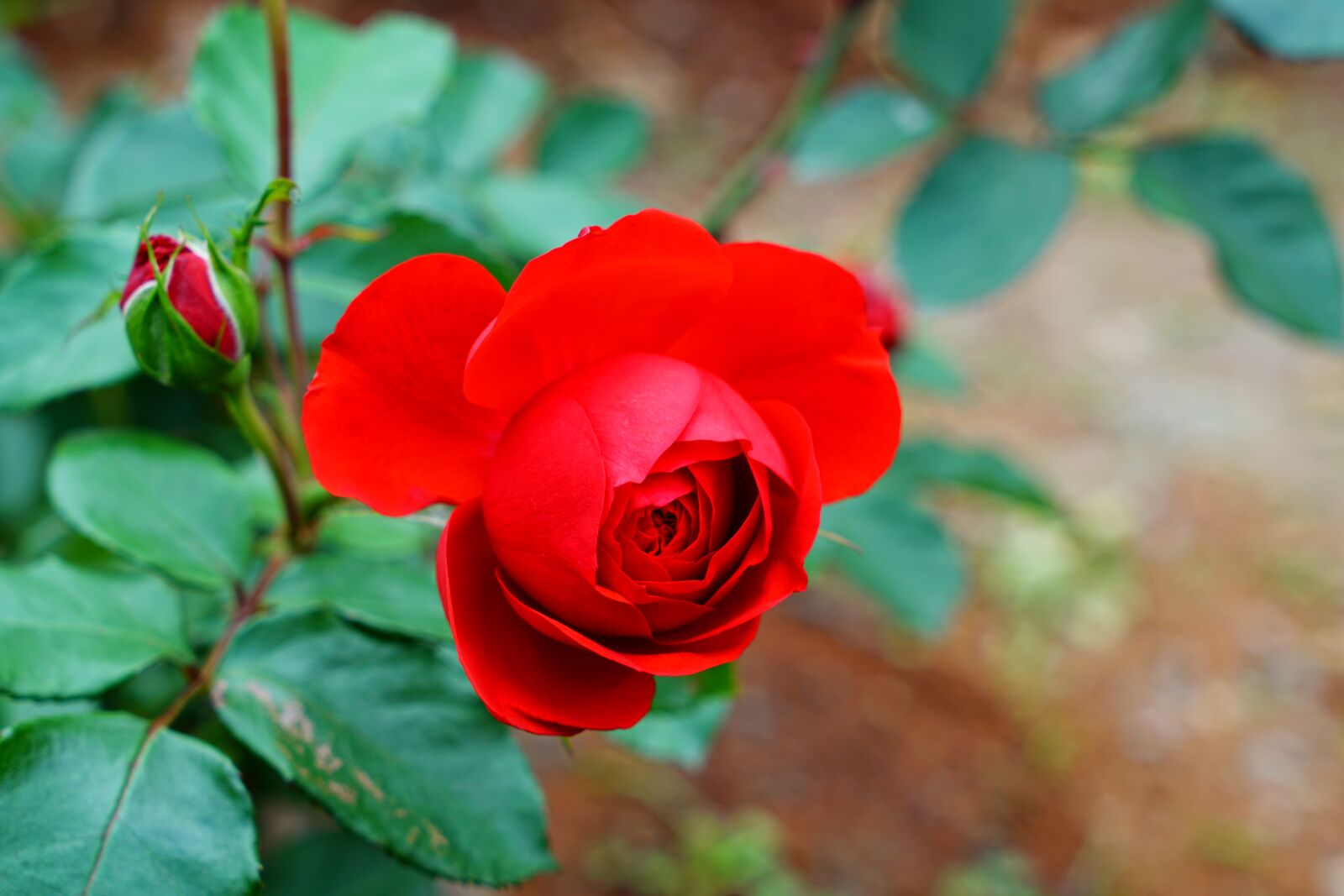 Sony a7R II + Sony Vario Tessar T* FE 24-70mm F4 ZA OSS sample photo. Red rose, heart rose photography