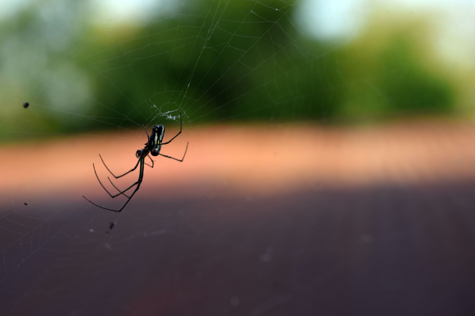 Nikon D3300 sample photo. Spider, insect, web photography