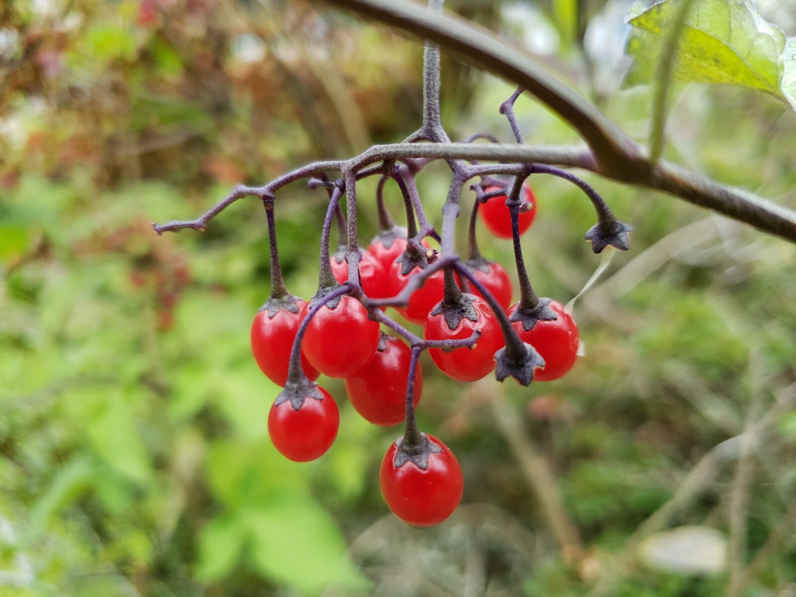 Samsung Galaxy S9 sample photo. Red, berries, nature photography