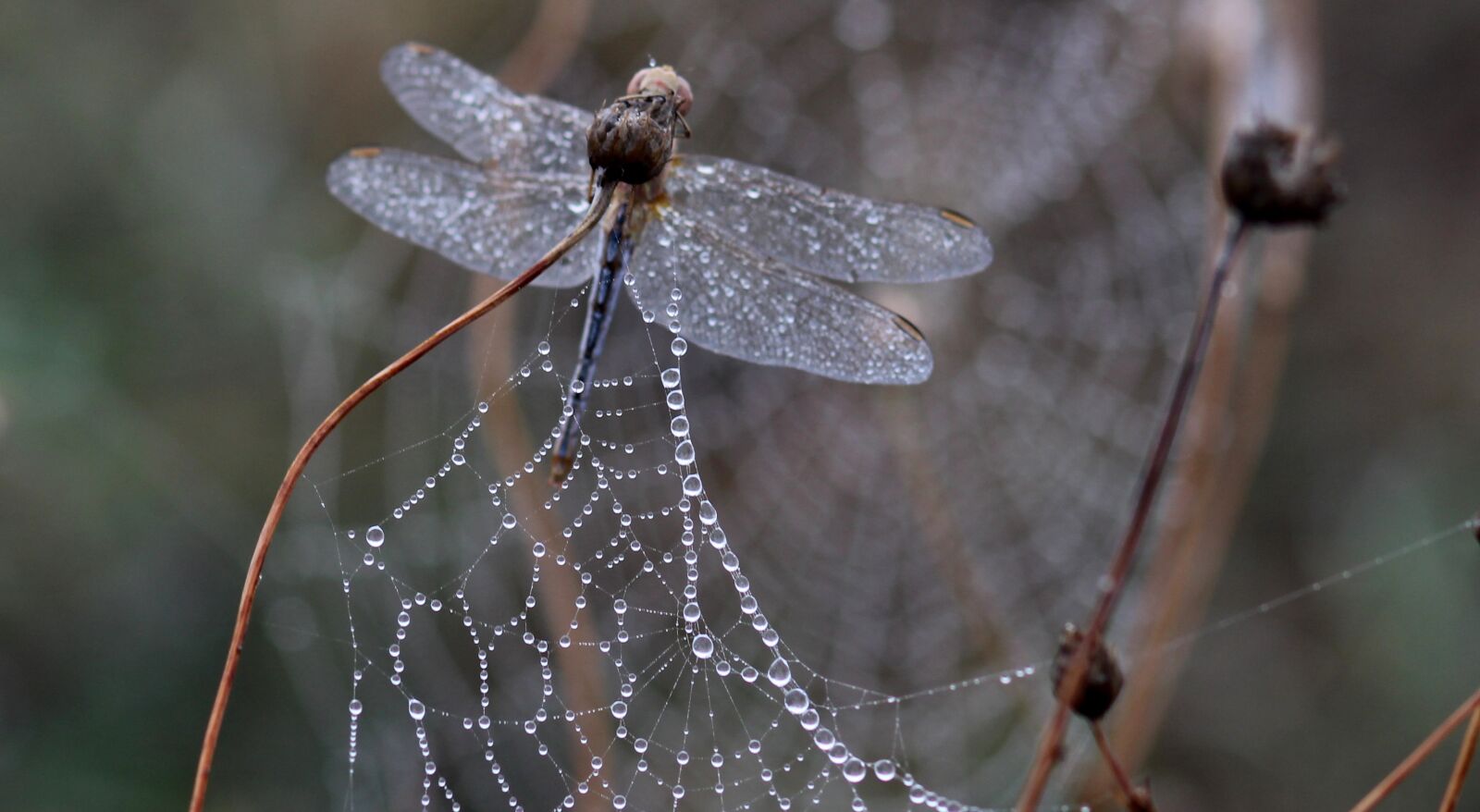 Canon EOS 700D (EOS Rebel T5i / EOS Kiss X7i) + Canon EF 85mm F1.8 USM sample photo. Dragonfly, dew, spider web photography