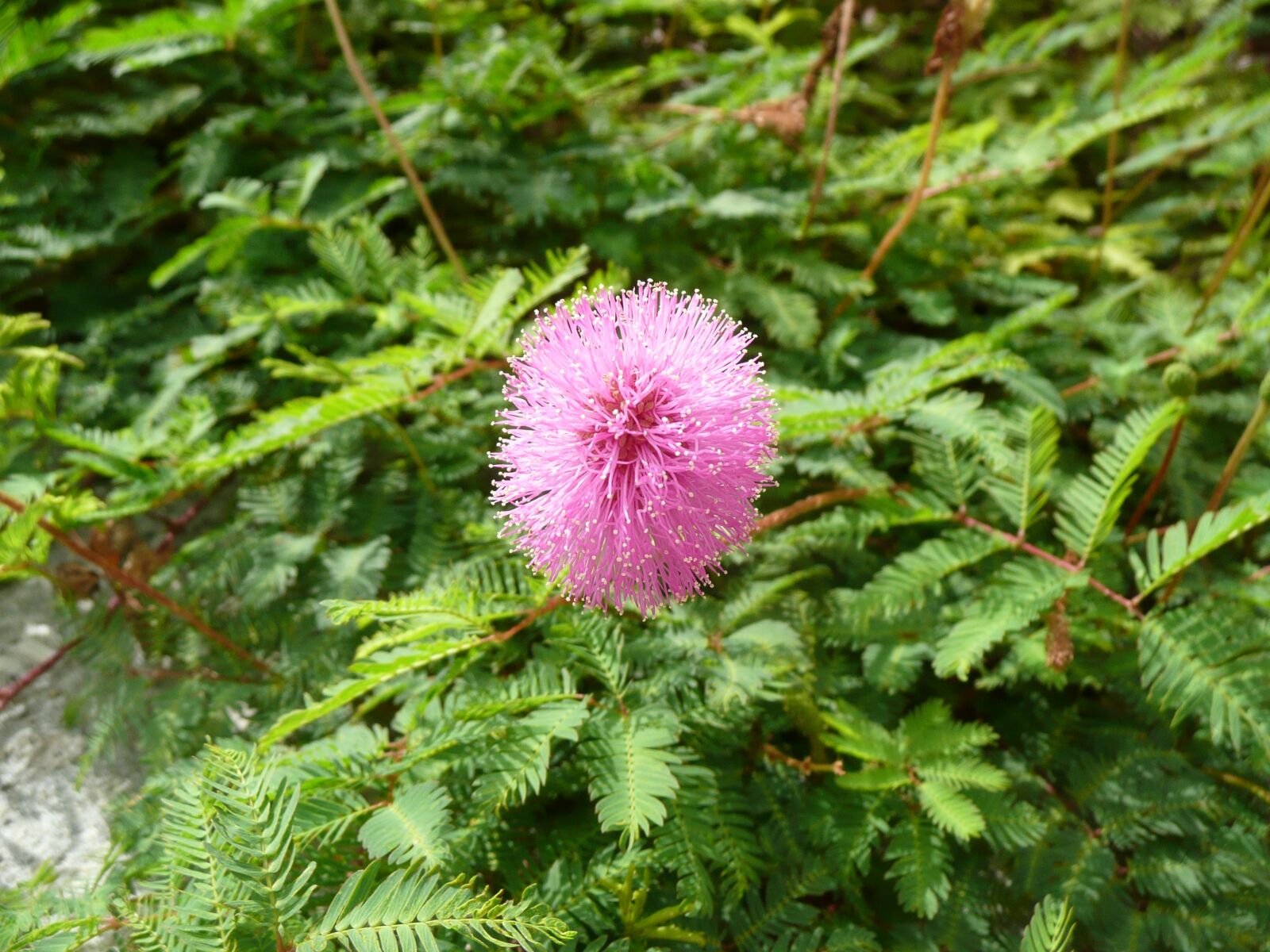 Panasonic DMC-TZ3 sample photo. Flower, blossom, bloom photography