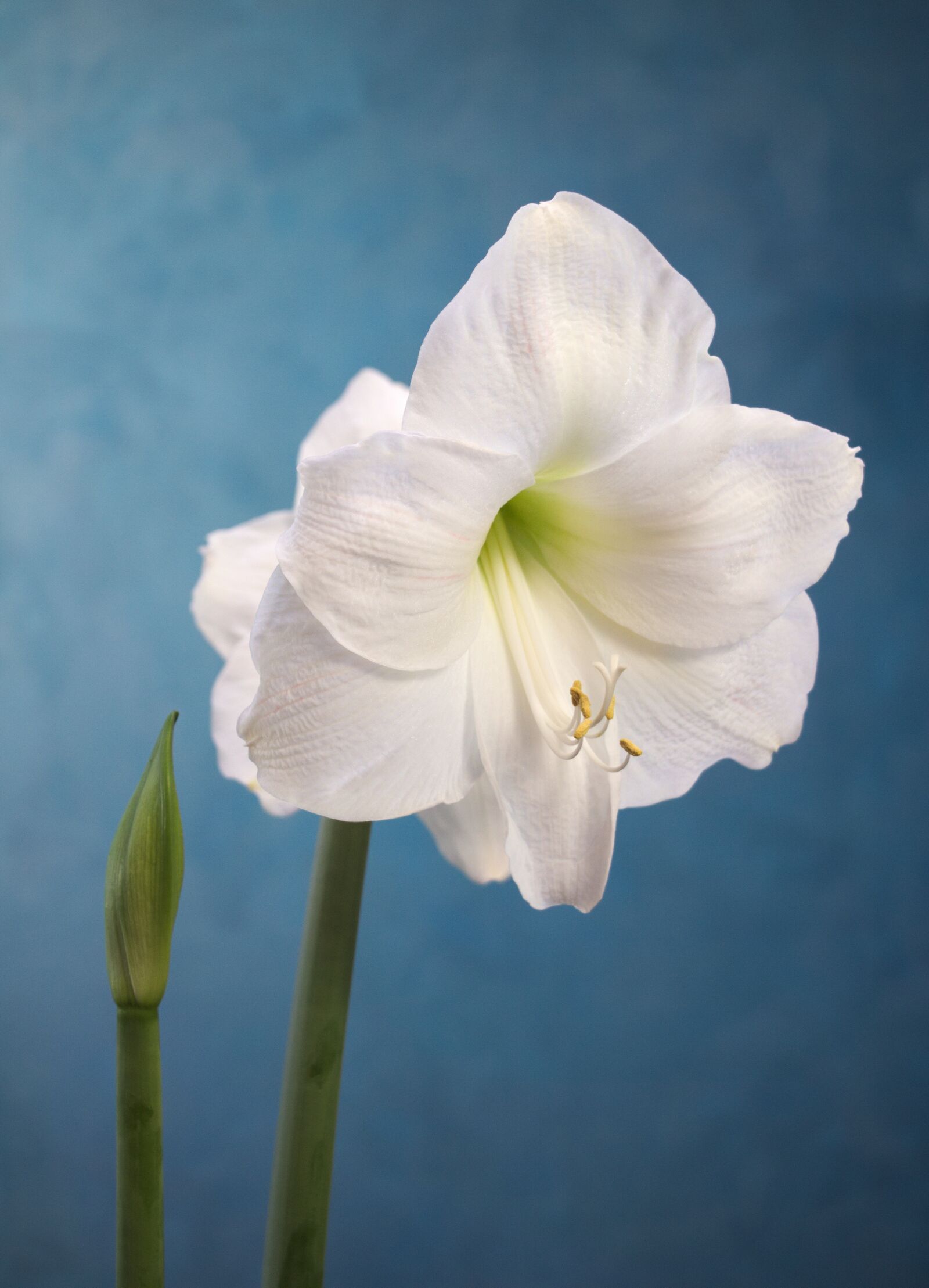 Canon EOS 750D (EOS Rebel T6i / EOS Kiss X8i) sample photo. Amaryllis, white, flower photography