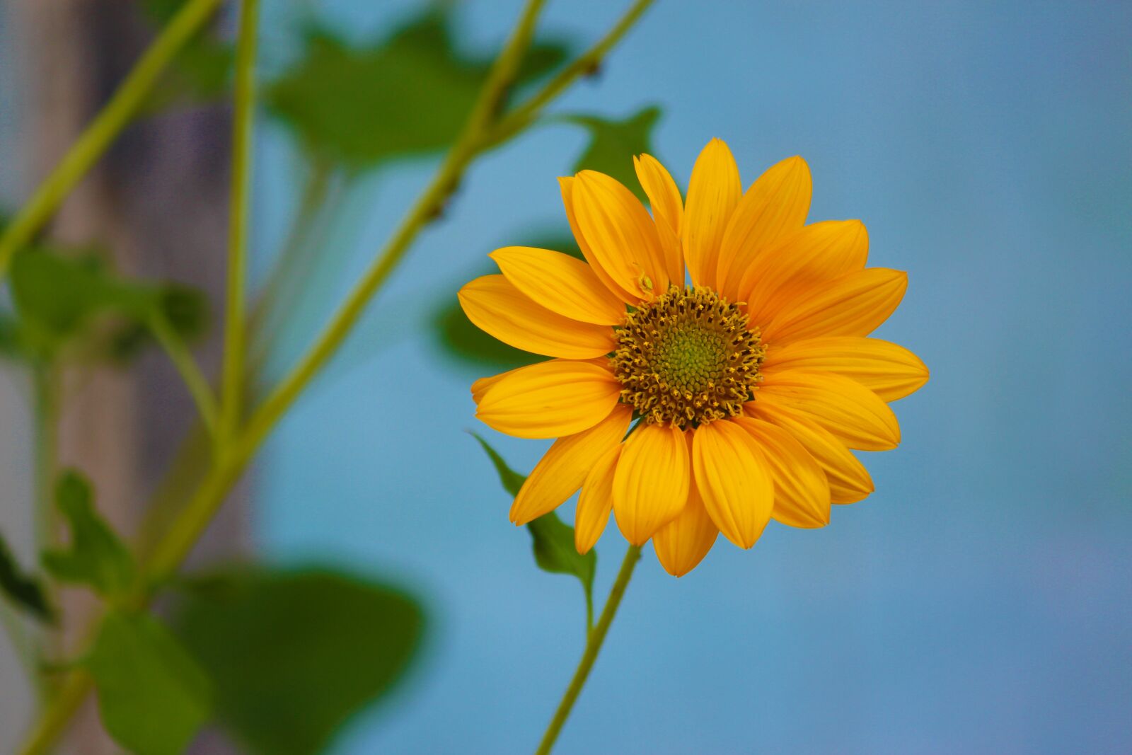 Canon EOS 700D (EOS Rebel T5i / EOS Kiss X7i) sample photo. Sun flower, yellow flower photography