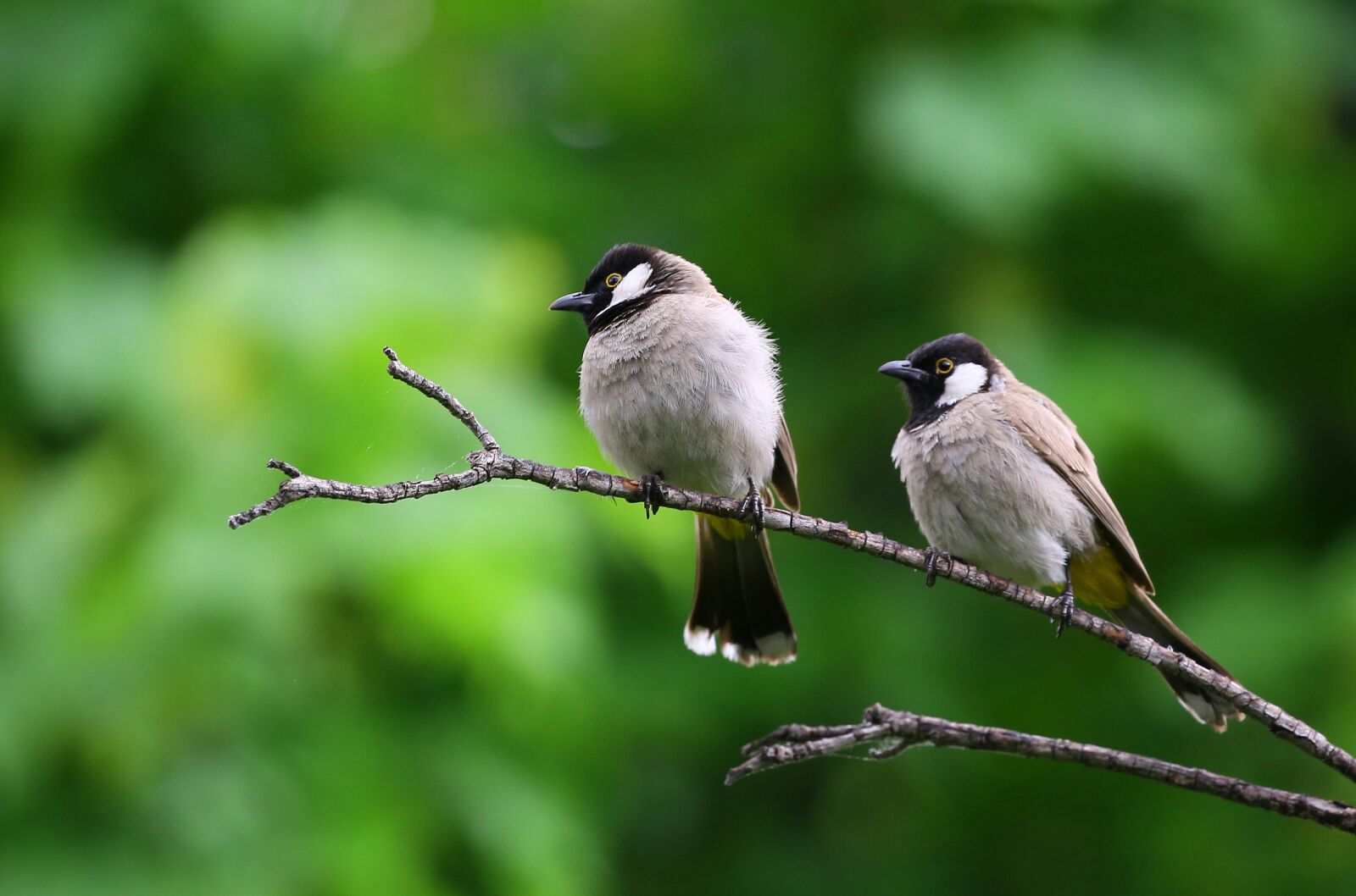 Canon EOS 5D Mark III sample photo. Bird, wildlife, no, person photography