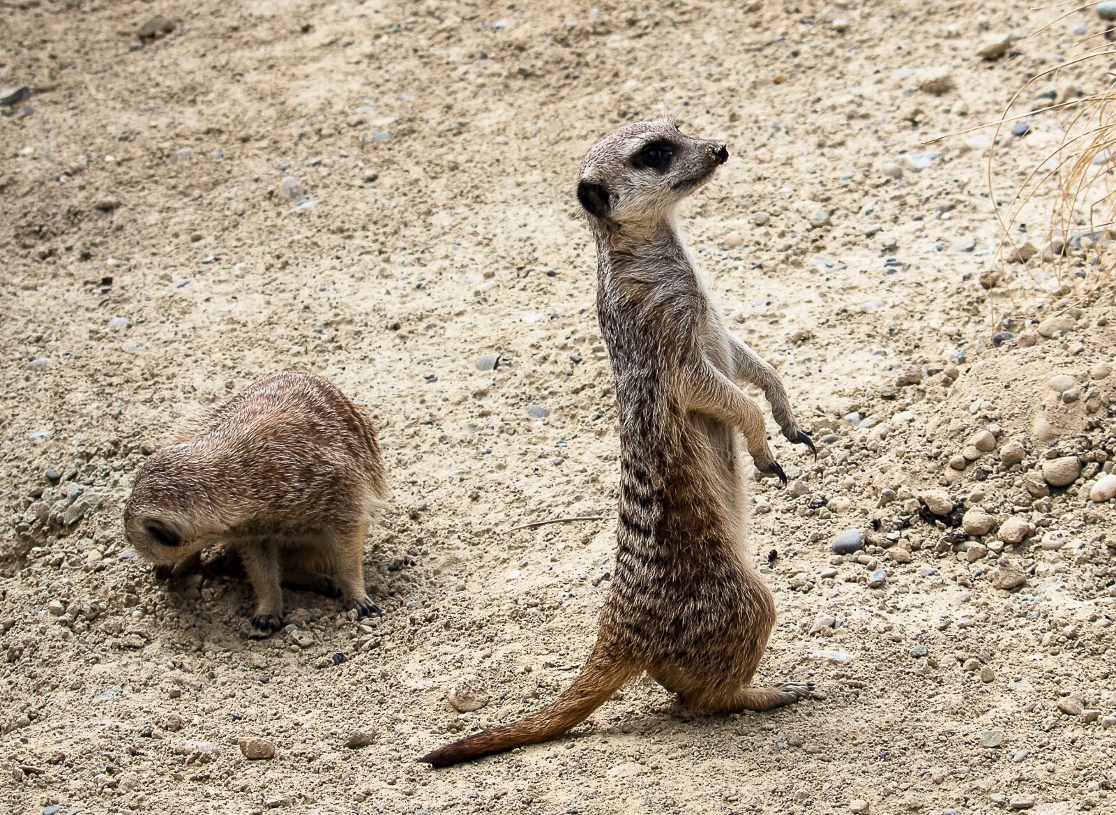 Canon EF-S 55-250mm F4-5.6 IS STM sample photo. Meerkat, animal, mammal photography