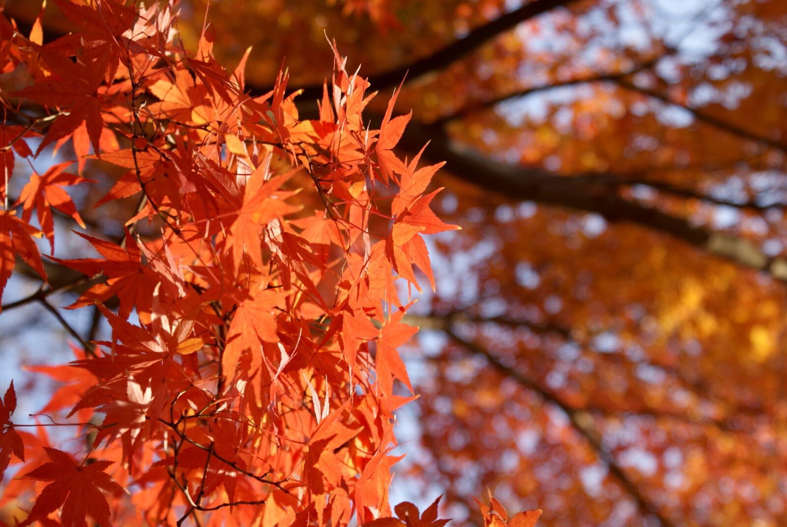 Sony Alpha DSLR-A200 sample photo. Maple, japanese maple, momiji photography