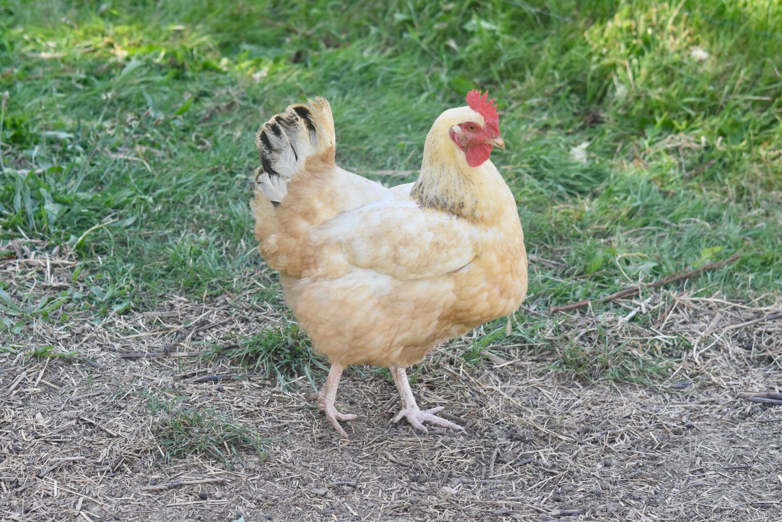 Nikon D5600 sample photo. Hen, laying hen, hen photography
