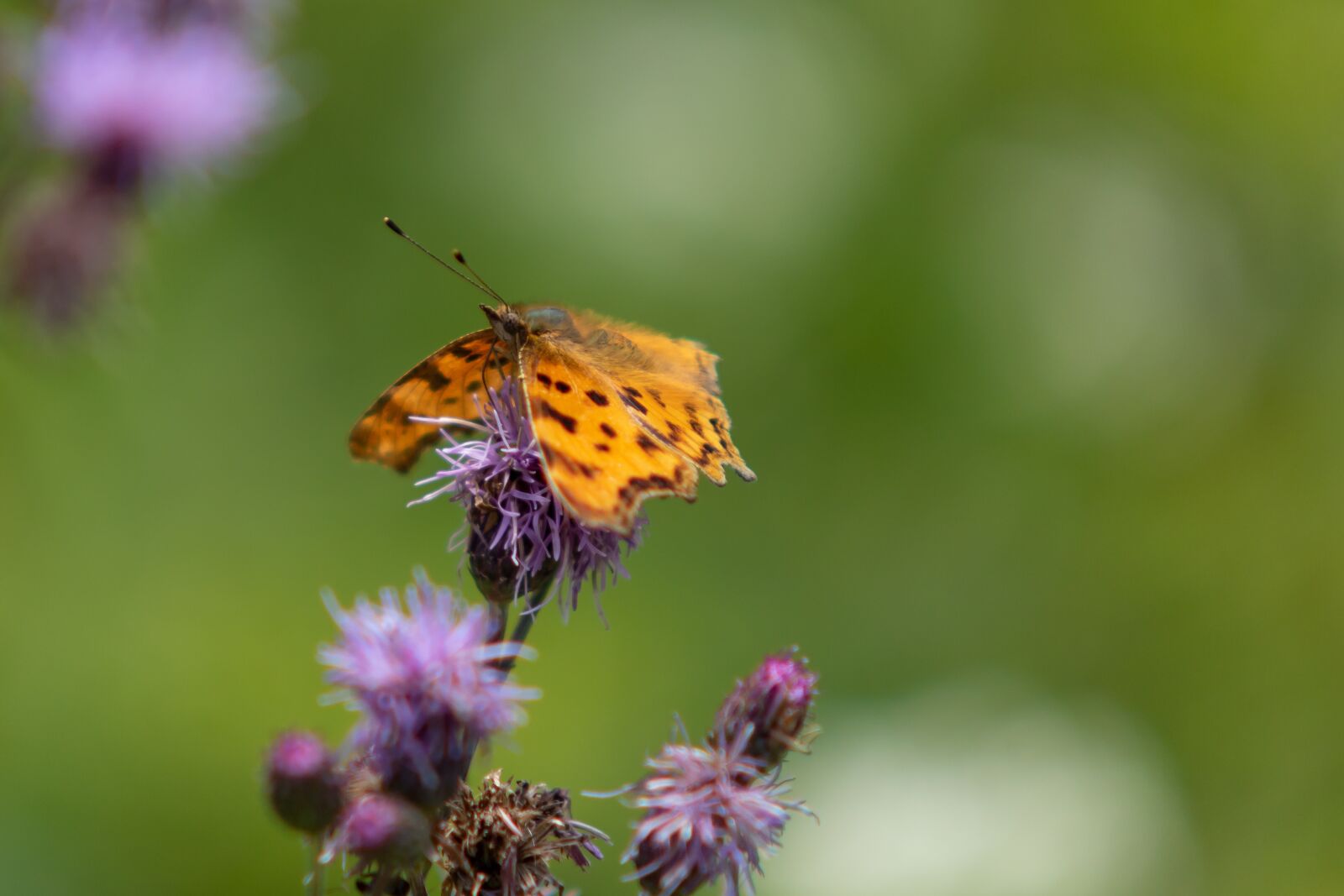 Canon EOS 7D Mark II sample photo. Butterfly, edelfalter, blossom photography