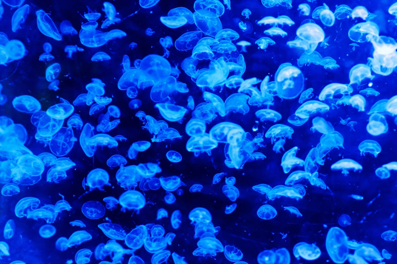 Canon EOS 5D Mark II sample photo. White, and, blue, jellyfish photography