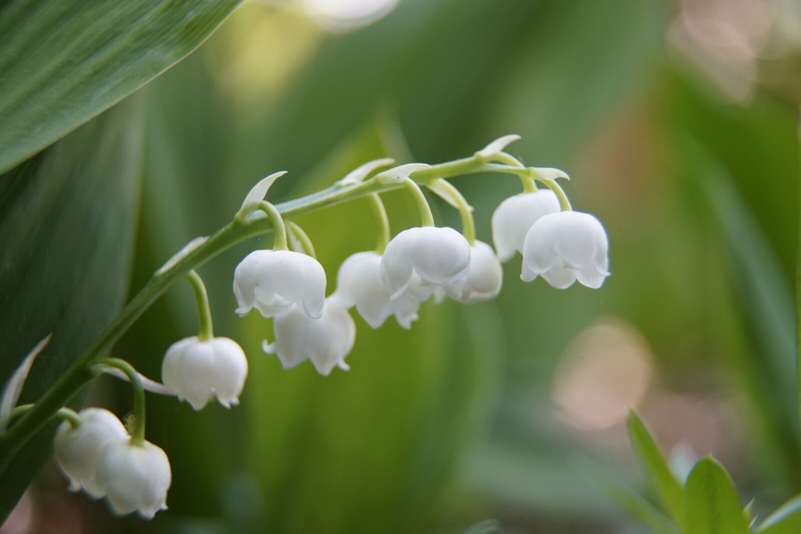 Sony a7R II sample photo. Lily of the valley photography