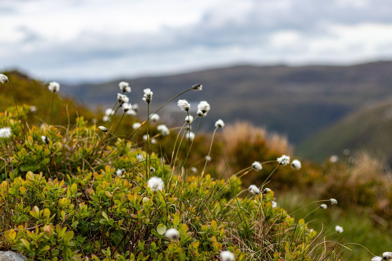 Canon EOS 80D sample photo. Mountains, flower, nature photography