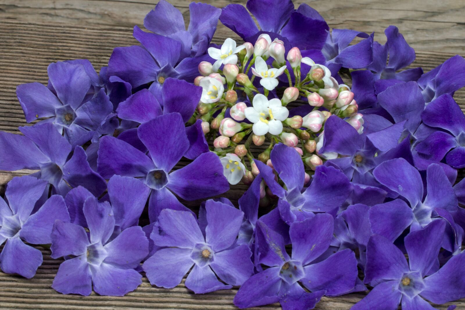 Canon EF-S 60mm F2.8 Macro USM sample photo. Flowers, still life, violet photography