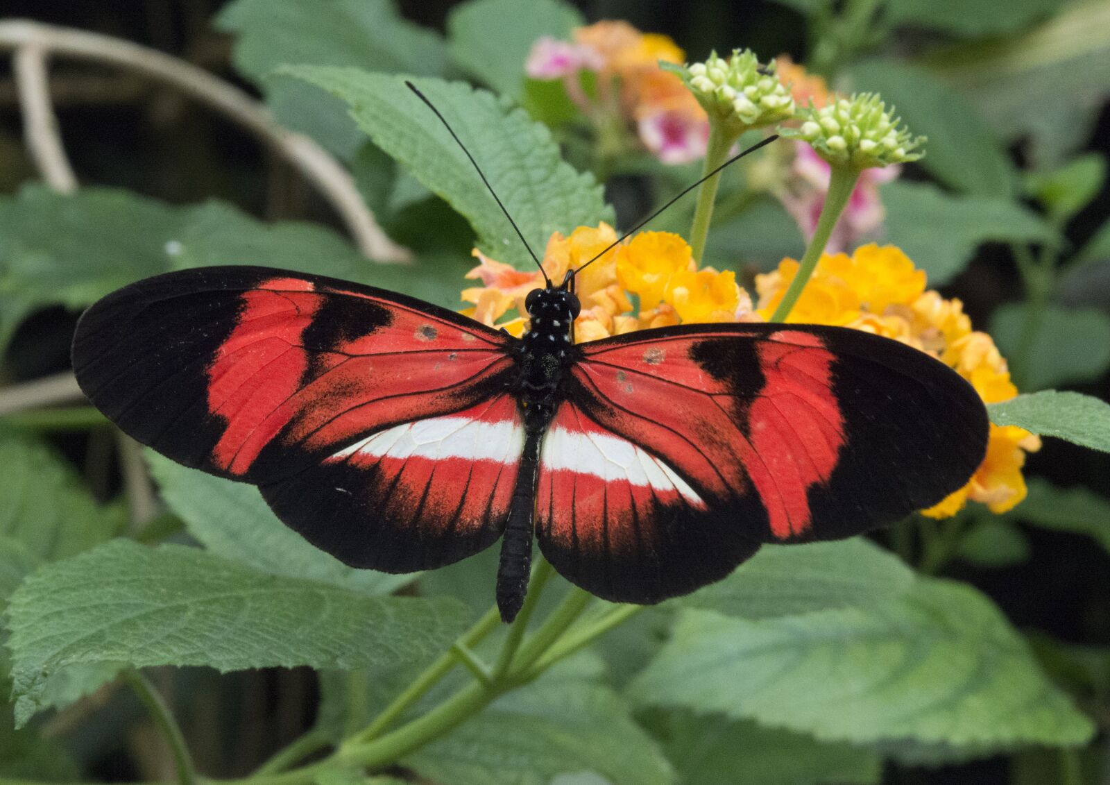 Nikon D800 sample photo. Butterfly, nature, summer photography