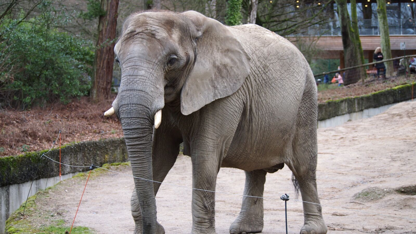 Olympus PEN E-PL3 sample photo. Elephant, zoo, wuppertal photography