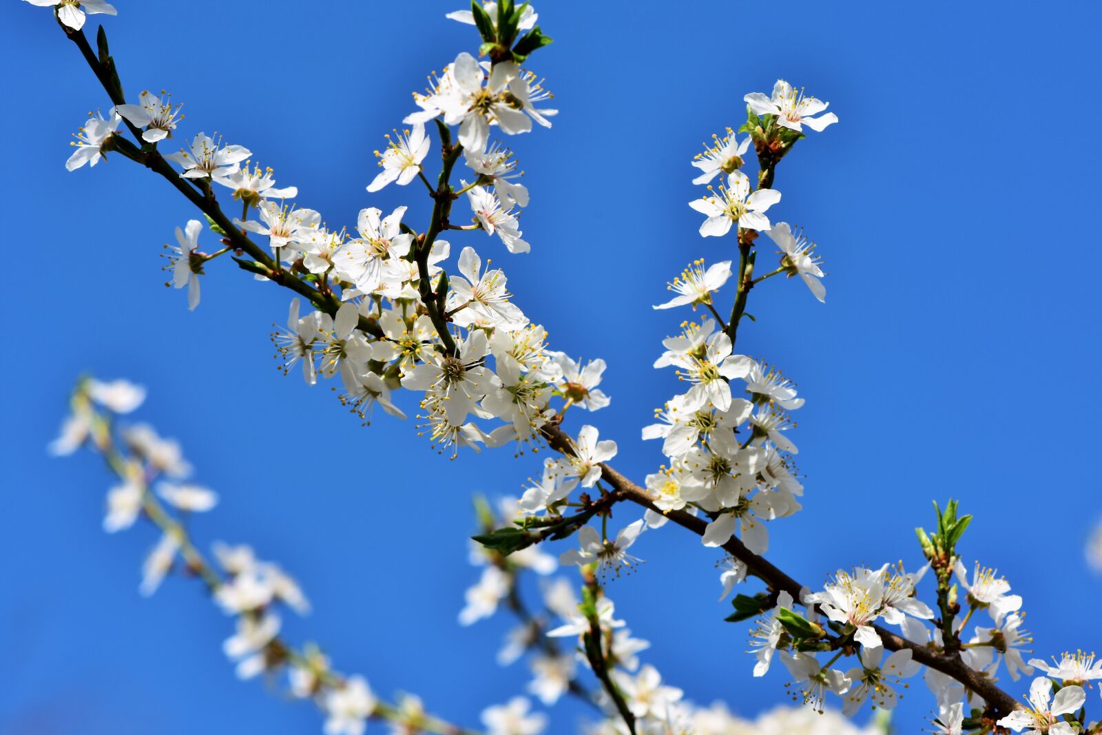 Nikon D7200 sample photo. Plum blossom, blossom, bloom photography