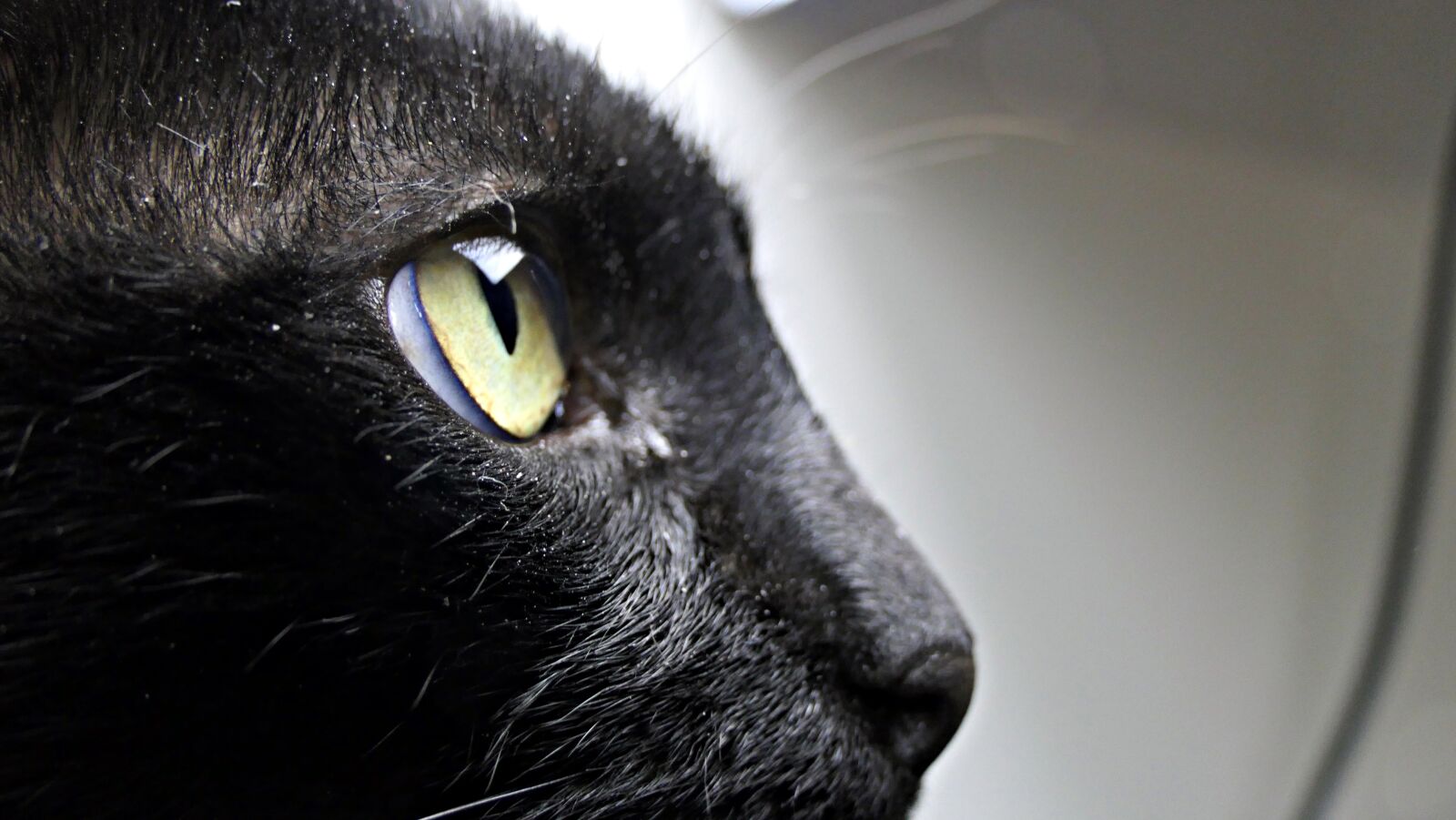Panasonic Lumix DMC-FZ2500 (Lumix DMC-FZ2000) sample photo. Black cat, pet, animal photography