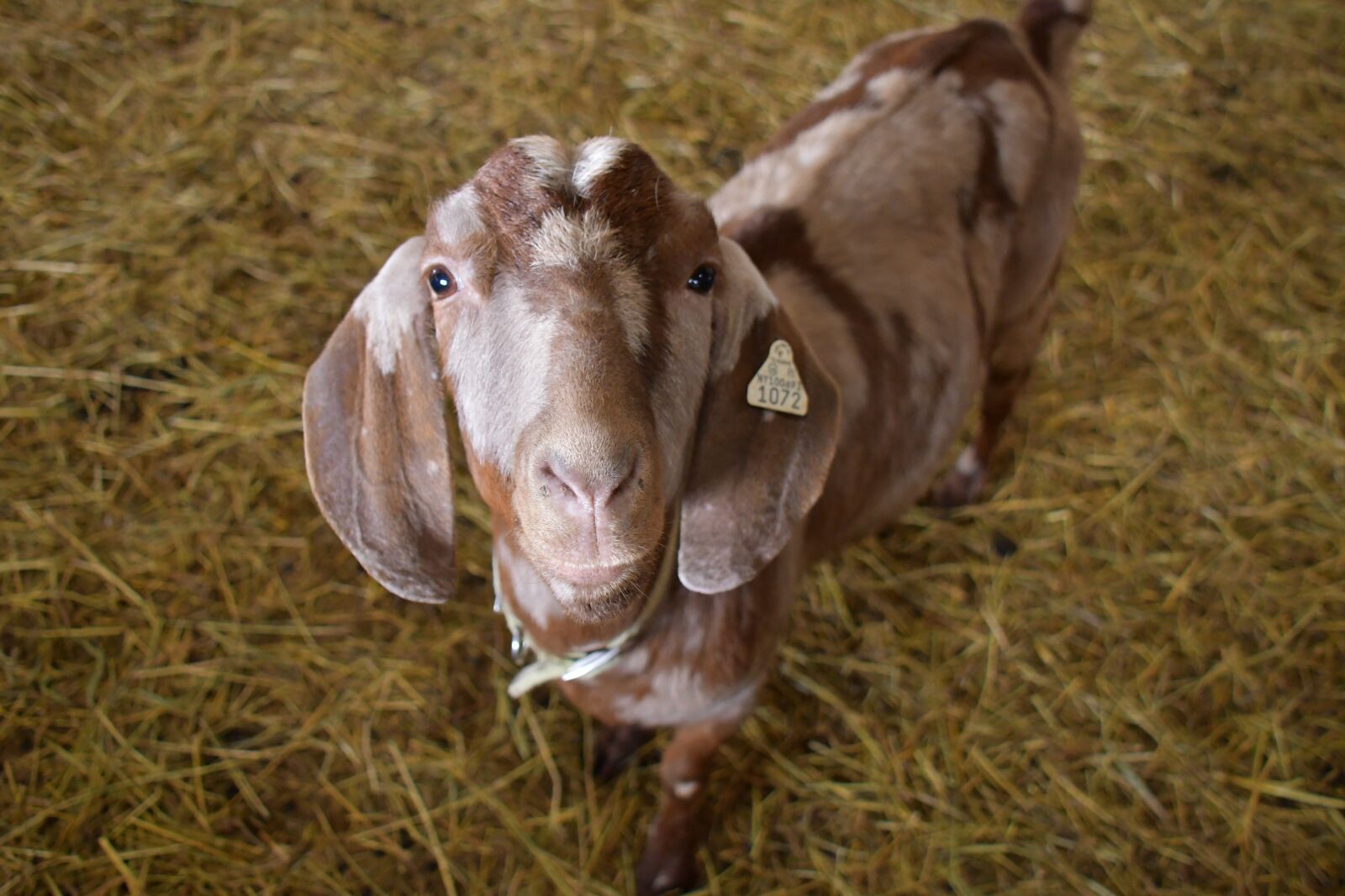 Nikon D7500 sample photo. Goat, farm, hay photography
