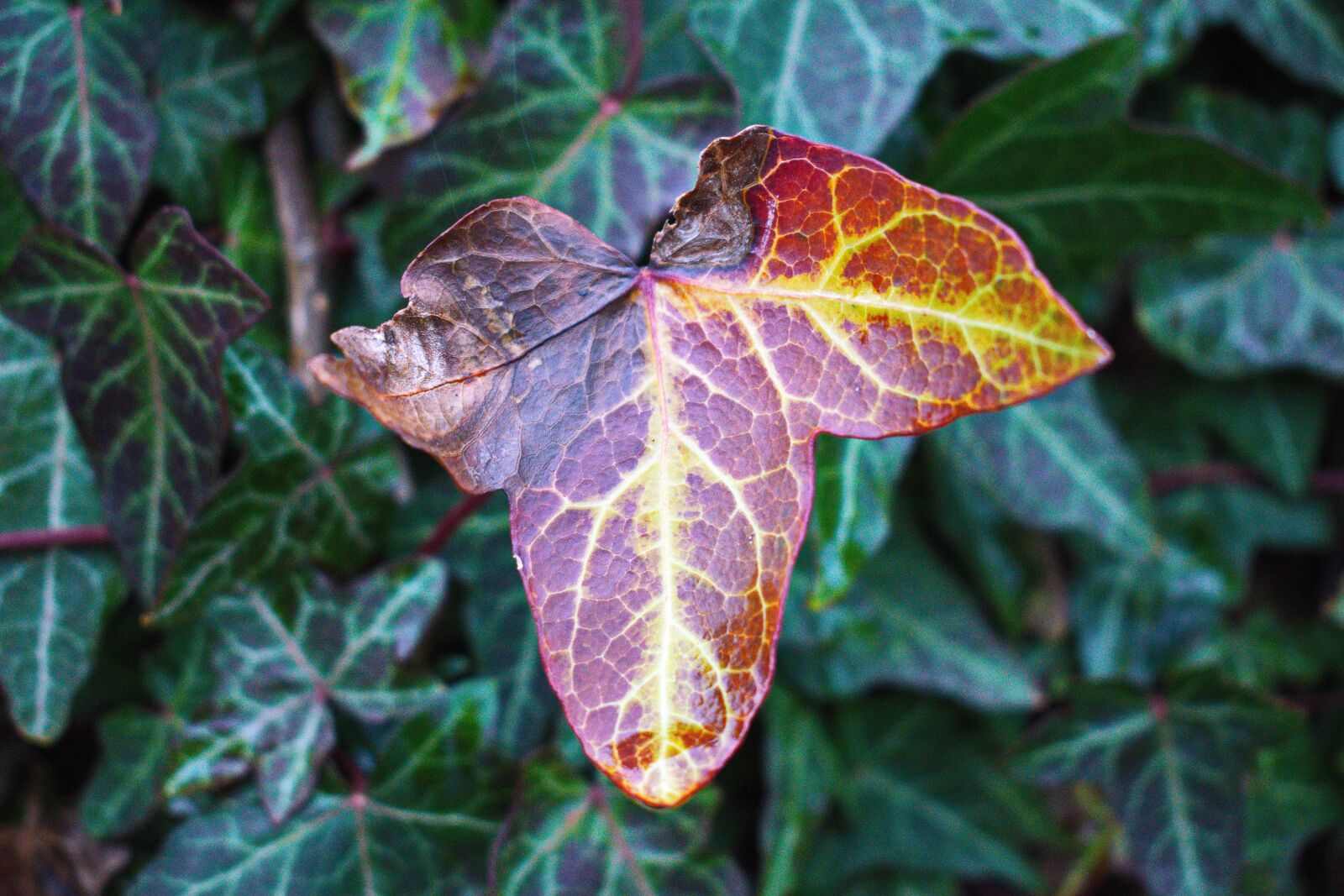 Nikon D3300 sample photo. Just a leaf, leaf photography