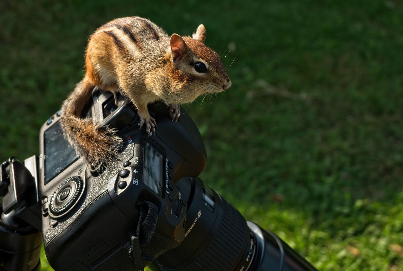 Fujifilm X-A1 sample photo. Chipmunk striped, squirrel, rodent photography