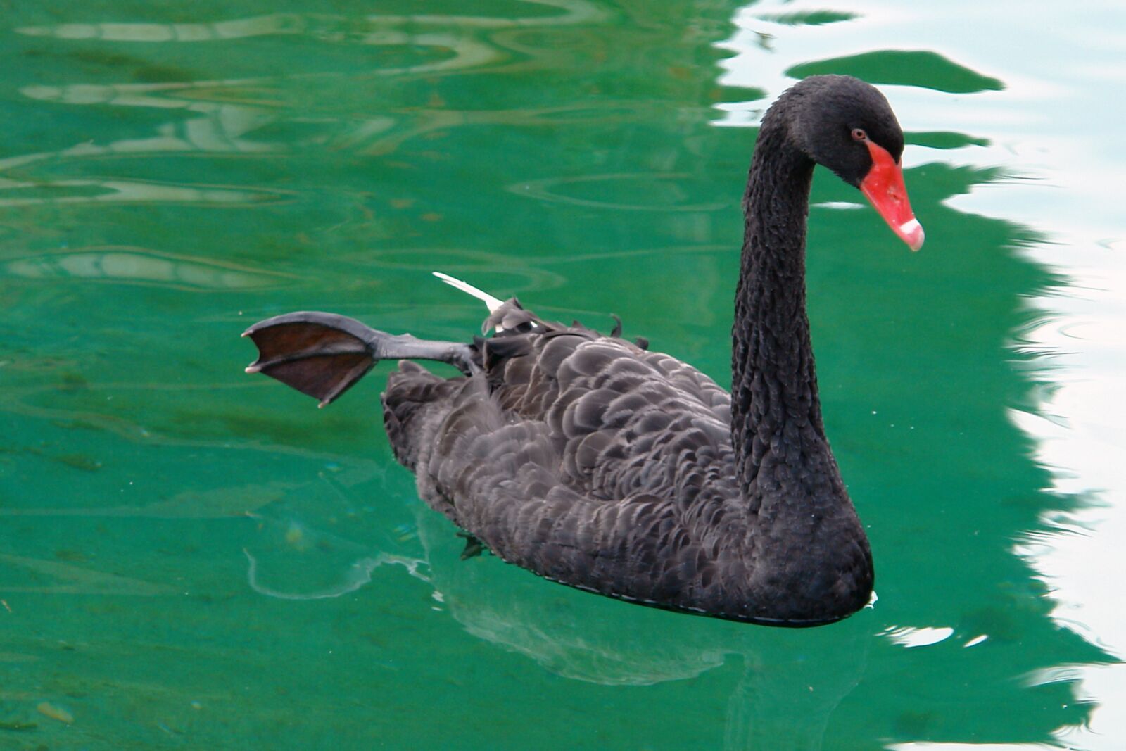Sony DSC-R1 sample photo. Swan, black, bird photography