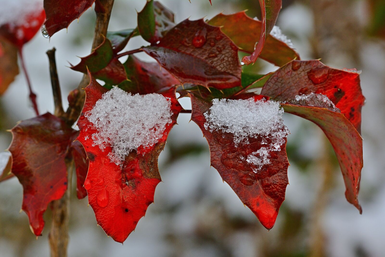 Nikon D5200 sample photo. Winter, leaf coloring, frost photography