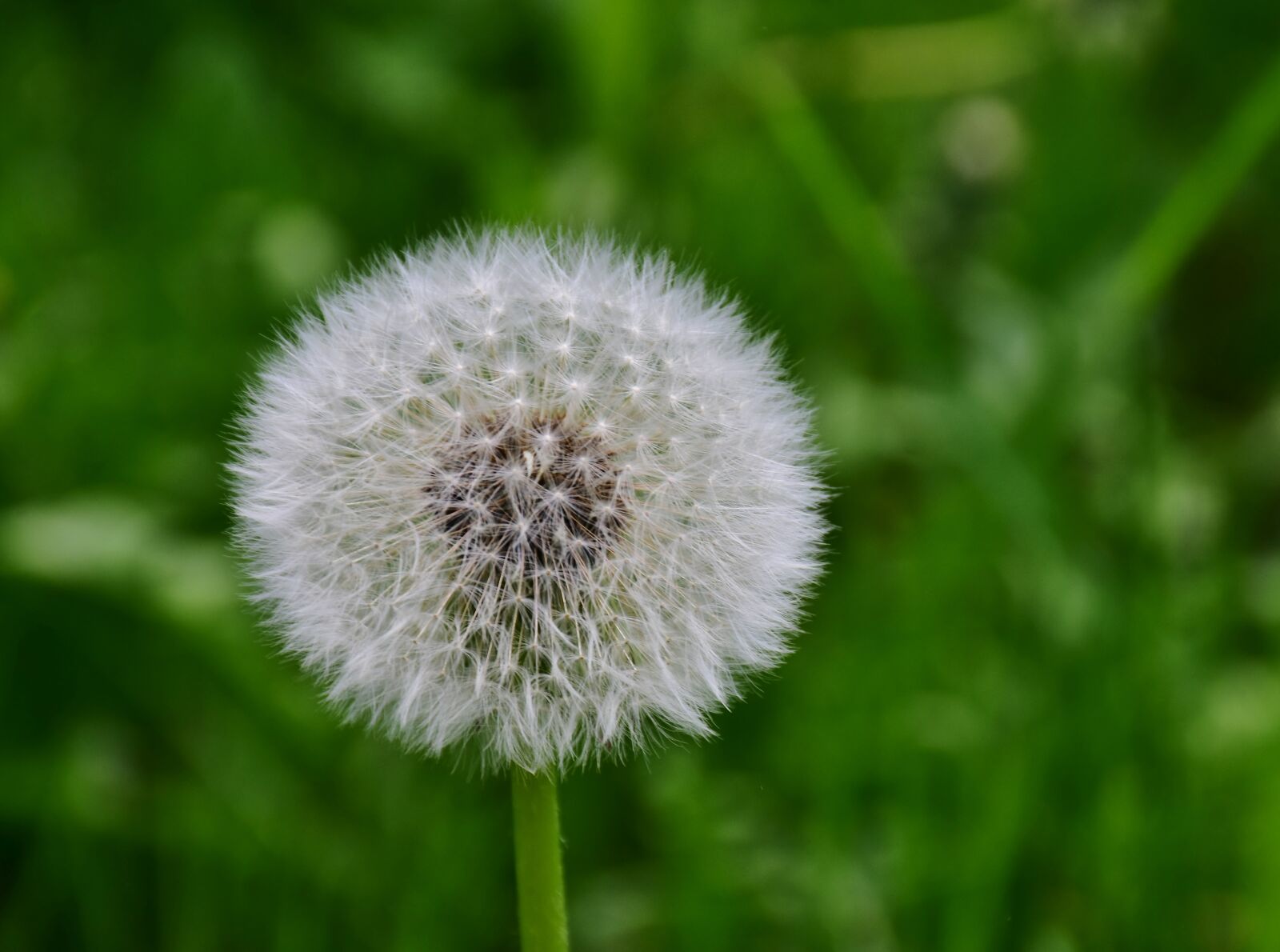 Nikon D7200 sample photo. Dandelion, green, white photography