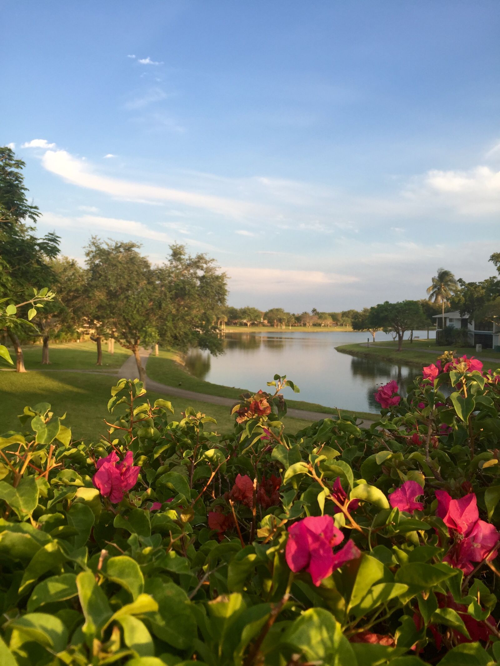 Apple iPhone 6 sample photo. Flowers, lake, lakeside, nature photography