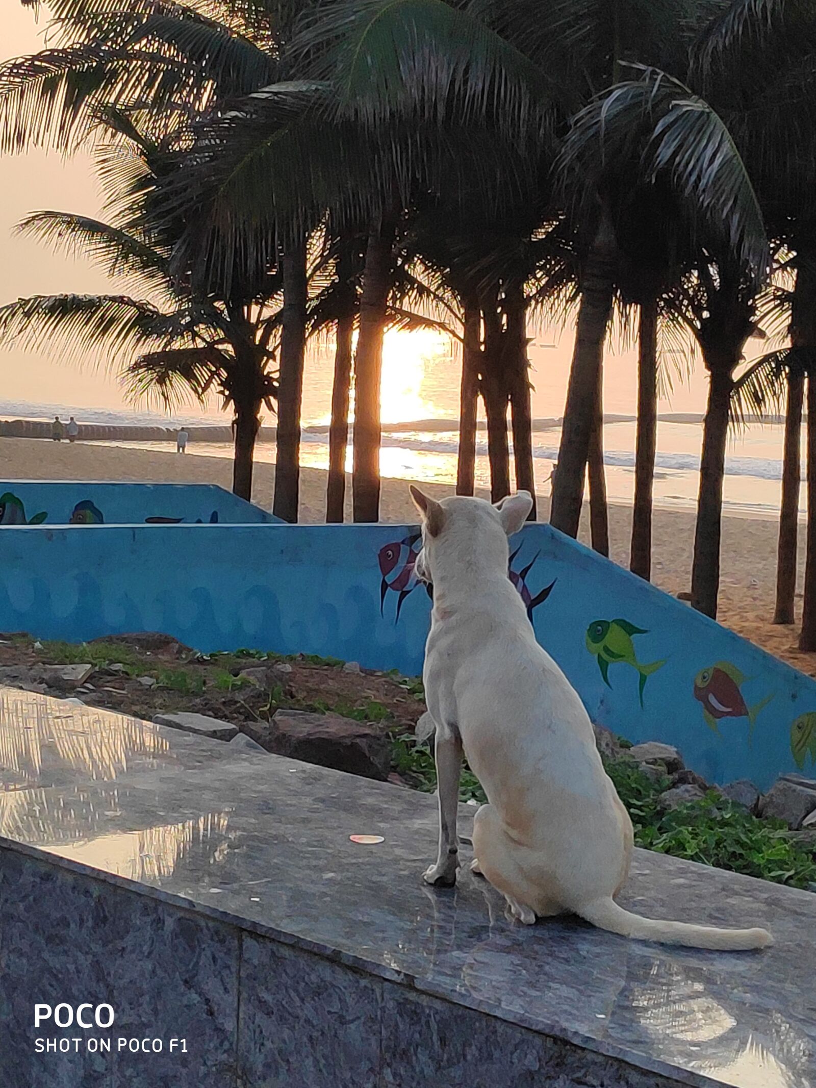 Xiaomi POCO F1 sample photo. Morning, sunrise, nature photography
