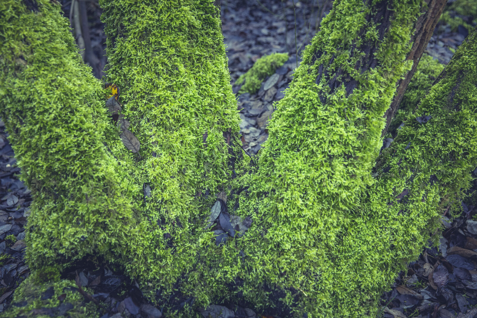Canon EF 24-70mm F2.8L II USM sample photo. Nature, grass, plant, blur photography